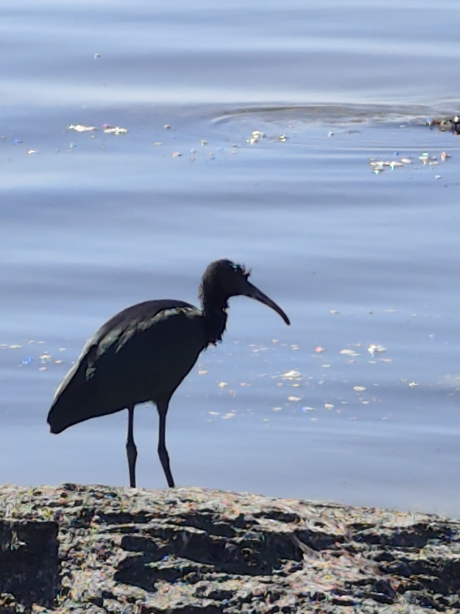 A dark-colored bird, likely an ibis due to its long, down-curved beak, stands on a rocky surface near the edge of a body of water. The water is calm with ripples and reflects the sky, appearing blue. There are small, scattered, colorful flecks floating on the water's surface. The bird is silhouetted against the water, with its body angled slightly to the right. Its legs are thin and dark. The rocky surface is textured and appears to be made of various shades of gray and brown, with some colorful, abstract patterns. The background is dominated by the blue water and the sky. The scene appears to be an outdoor natural setting. There are no people or man-made structures visible in the image. The location is not specified within the city of Saiyn, Kazakhstan.