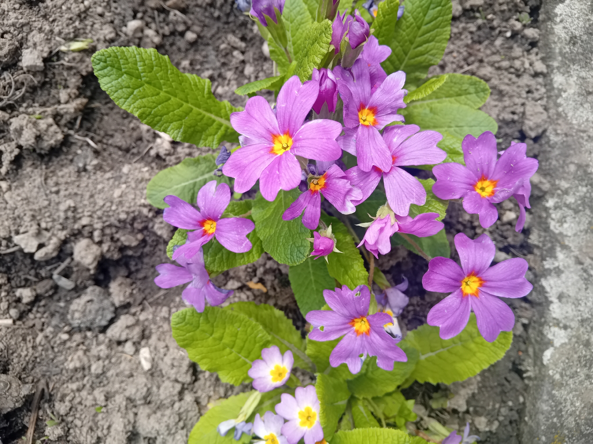 The image shows a cluster of purple flowers with yellow centers, likely primroses, growing in a garden bed near a grey concrete edge. The surrounding soil is dark and loamy. The location is not specified.