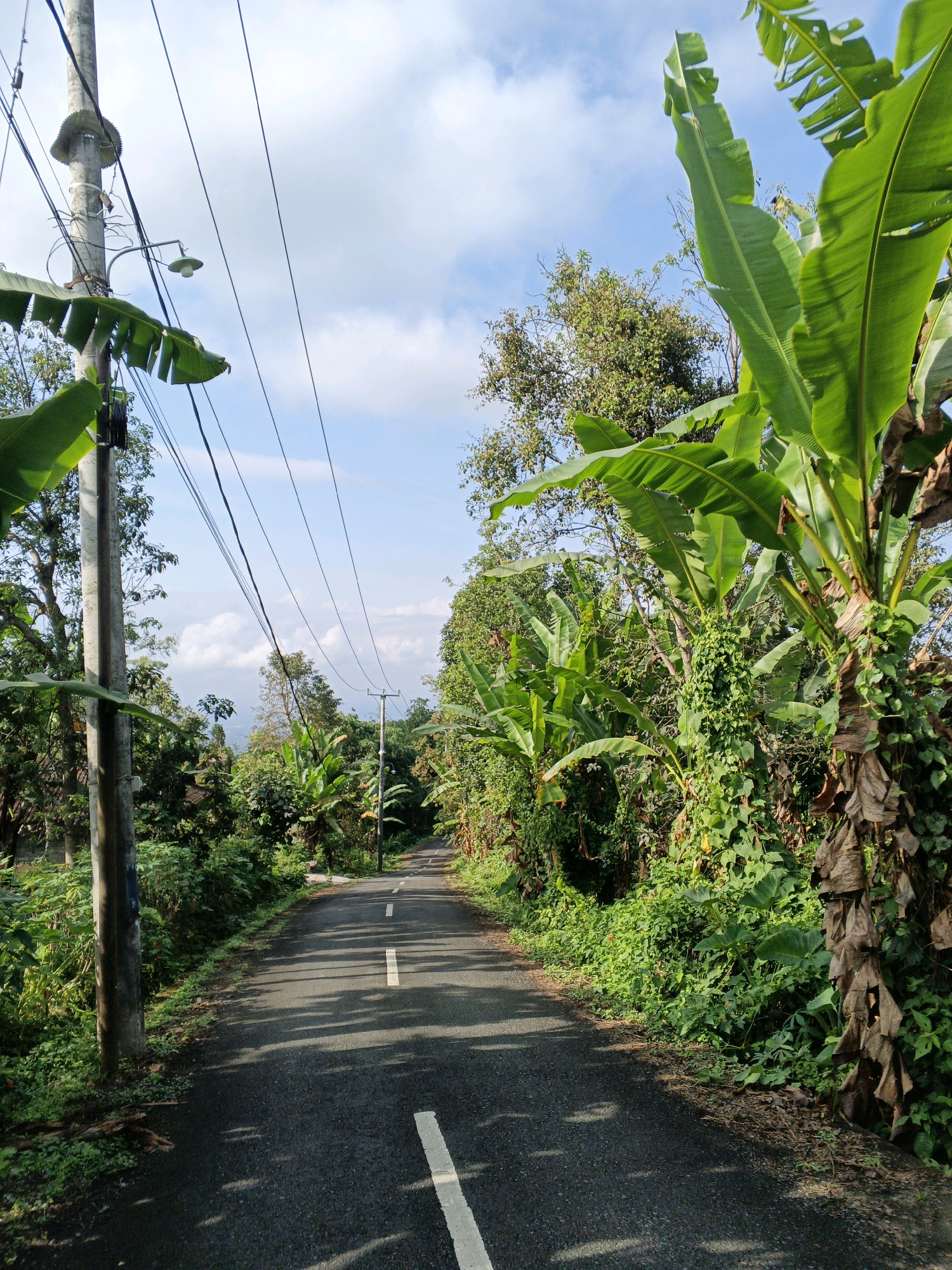 The image depicts a narrow, paved road winding through a lush, tropical environment. The road is marked with white dashed lines down the center and a solid white line at the bottom right, suggesting it is a two-lane road. The road is flanked by dense vegetation, with prominent banana trees and other leafy plants dominating the right side of the frame. On the left side, a concrete utility pole with multiple wires and a street lamp is visible, partially obscured by banana leaves. In the distance, another utility pole and more vegetation can be seen, with a hazy landscape and cloudy sky in the background, indicating a hilly or mountainous terrain. The sunlight casts shadows across the road, indicating it is daytime. This scene is consistent with a rural or semi-rural area, possibly a village or agricultural region in Penebel, Indonesia, characterized by its abundant tropical flora and infrastructure for power and lighting. There are no people or animals visible in the image.