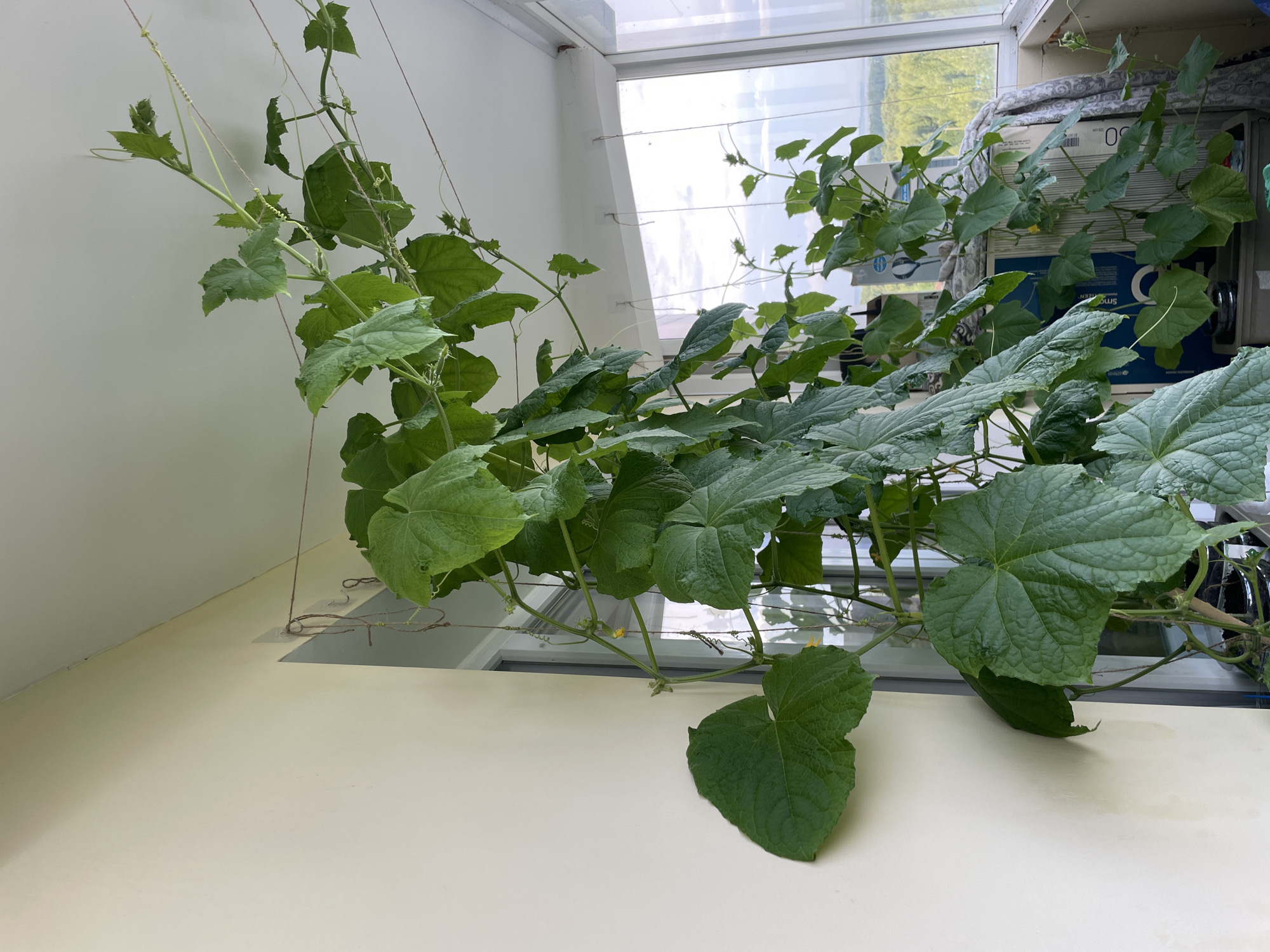 The image depicts a lush, leafy cucumber plant growing indoors, likely in a greenhouse or a room with ample natural light. The plant is trained to grow upwards along thin strings or wires, which are attached to the ceiling and walls. Large, dark green leaves dominate the foreground and midground, some of which are broad and lobed, characteristic of cucumber plants. Small yellow flowers are visible amongst the foliage, suggesting the plant is in its fruiting stage. Tendrils are also present, coiling around the support strings as the plant climbs.
The background reveals a window with a view of an overcast sky and distant greenery, implying it might be daytime. The interior setting is minimalist, with white walls and a light-colored surface, possibly a table or countertop, below the plant. A few objects are partially visible in the upper right background, including what appear to be cardboard boxes with some text, though it is largely illegible. The overall impression is one of vibrant, healthy plant growth in a controlled environment. The scene is still and quiet, focusing solely on the botanical subject. The location context of Laishevo, Russia, adds no specific visual cues to the image itself.
