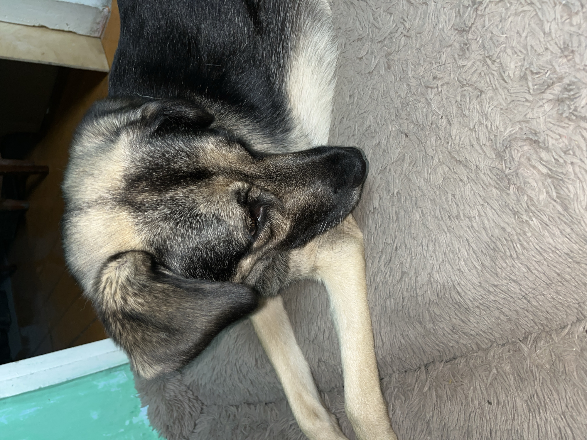 A medium-sized dog with light brown and black fur is lying on a soft, grey dog bed. The dog's head is lowered, and its eyes are partially closed. Its front paws are crossed in front of its body. The background is out of focus, but appears to be an indoor setting with wooden flooring and a wall painted green. The lighting suggests it is daytime. The image is a close-up of the dog and does not depict any specific location in Nizhny Tagil, Russia, or any other city.