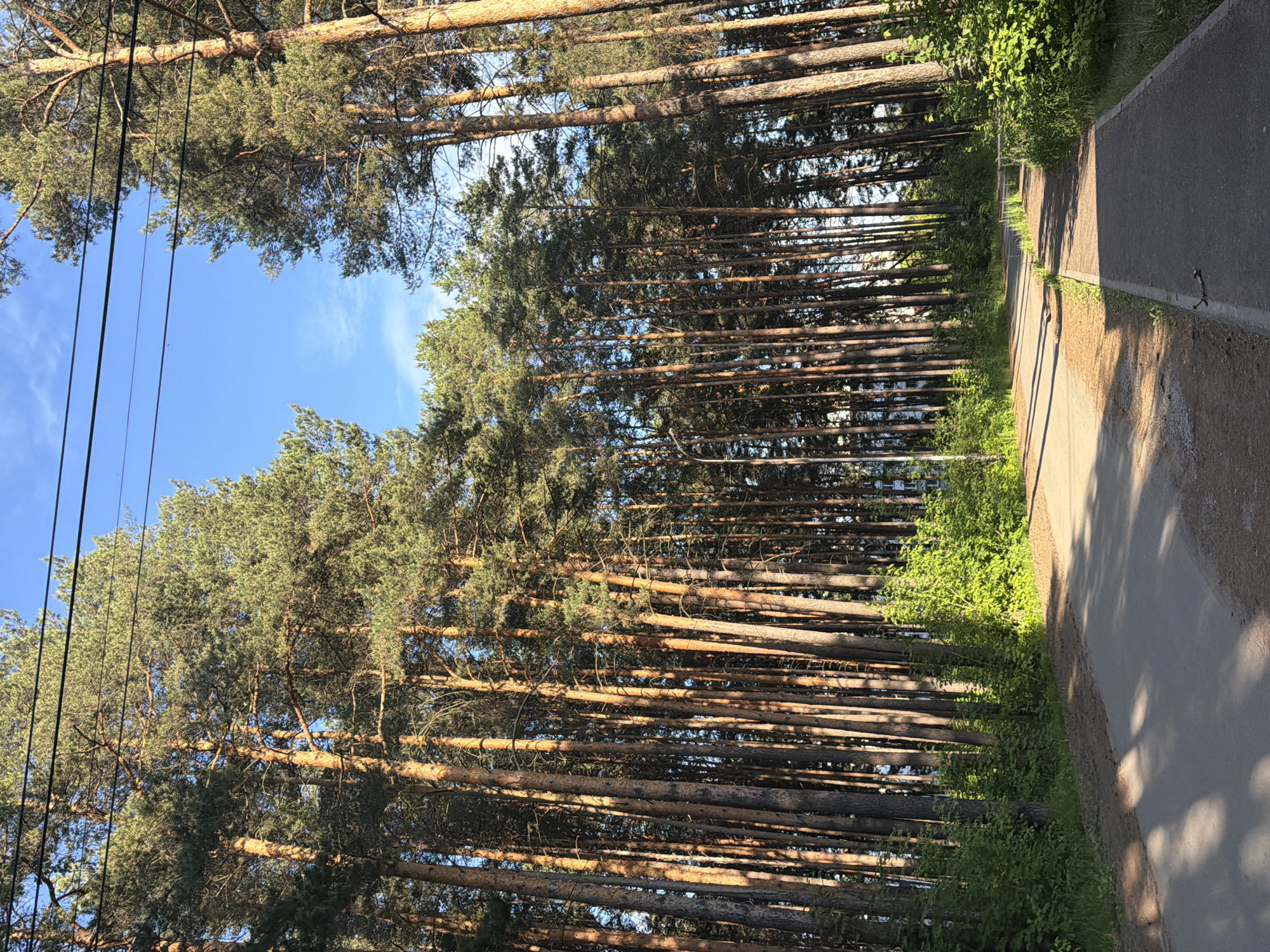 A pathway is bordered by a dense stand of tall pine trees on the right and a paved road with a separate bike path on the left. The trees are illuminated by dappled sunlight, casting shadows on the ground. The sky above is clear and blue, with power lines stretching across the upper portion of the frame. The environment suggests a park or a residential area within a forested part of Chaikovsky, Russia.