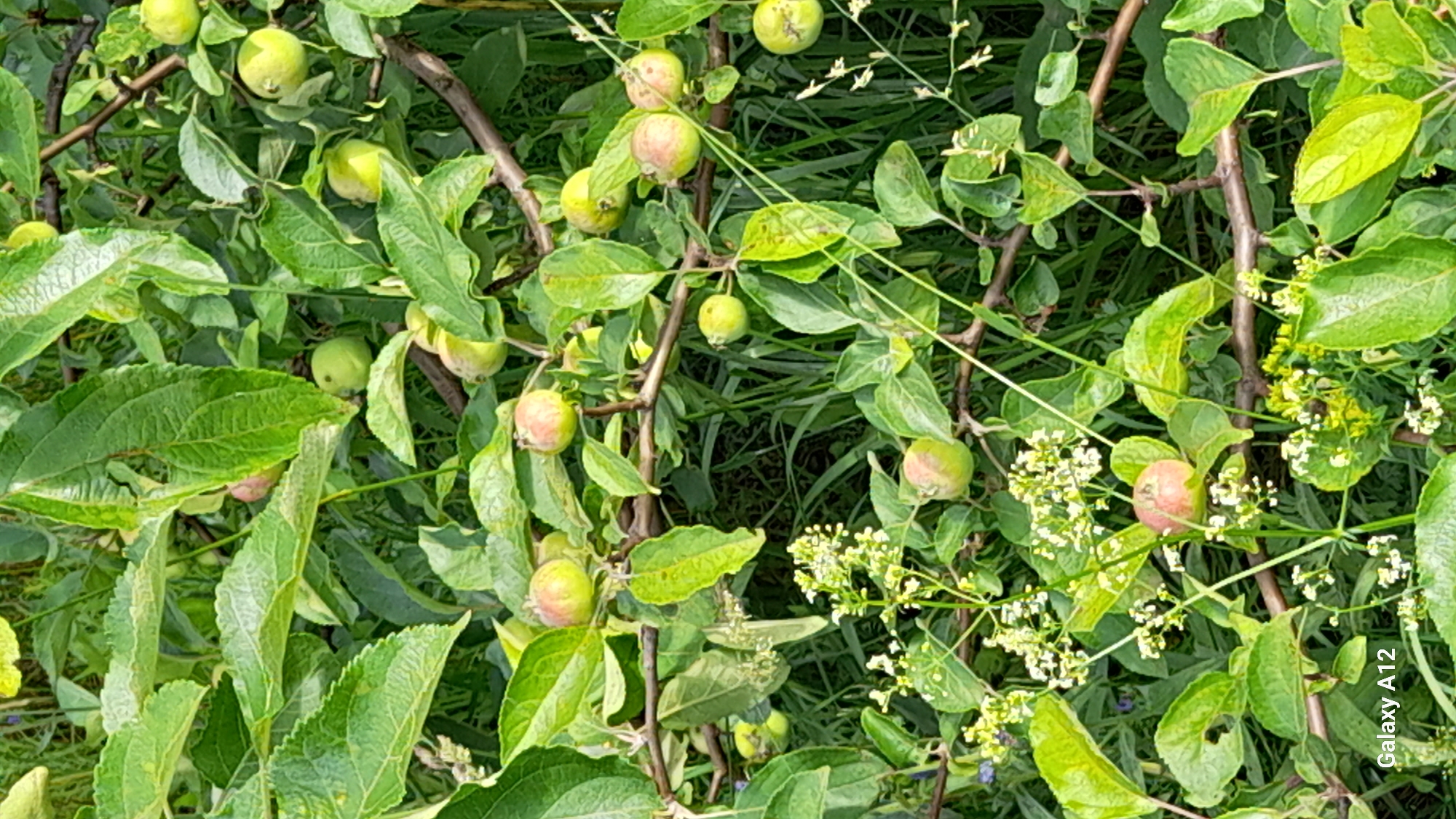 A close-up, eye-level shot captures a branch of an apple tree laden with small, unripe green and pink apples amidst lush green leaves. The background consists of more foliage and tall green grass, suggesting an outdoor setting. There are no people or animals present. The scene appears to be a natural growth within the city of Markovsky, Russia, possibly in a garden or orchard. The lighting is natural daylight, casting soft shadows. The overall impression is one of a developing fruit harvest in a verdant environment.