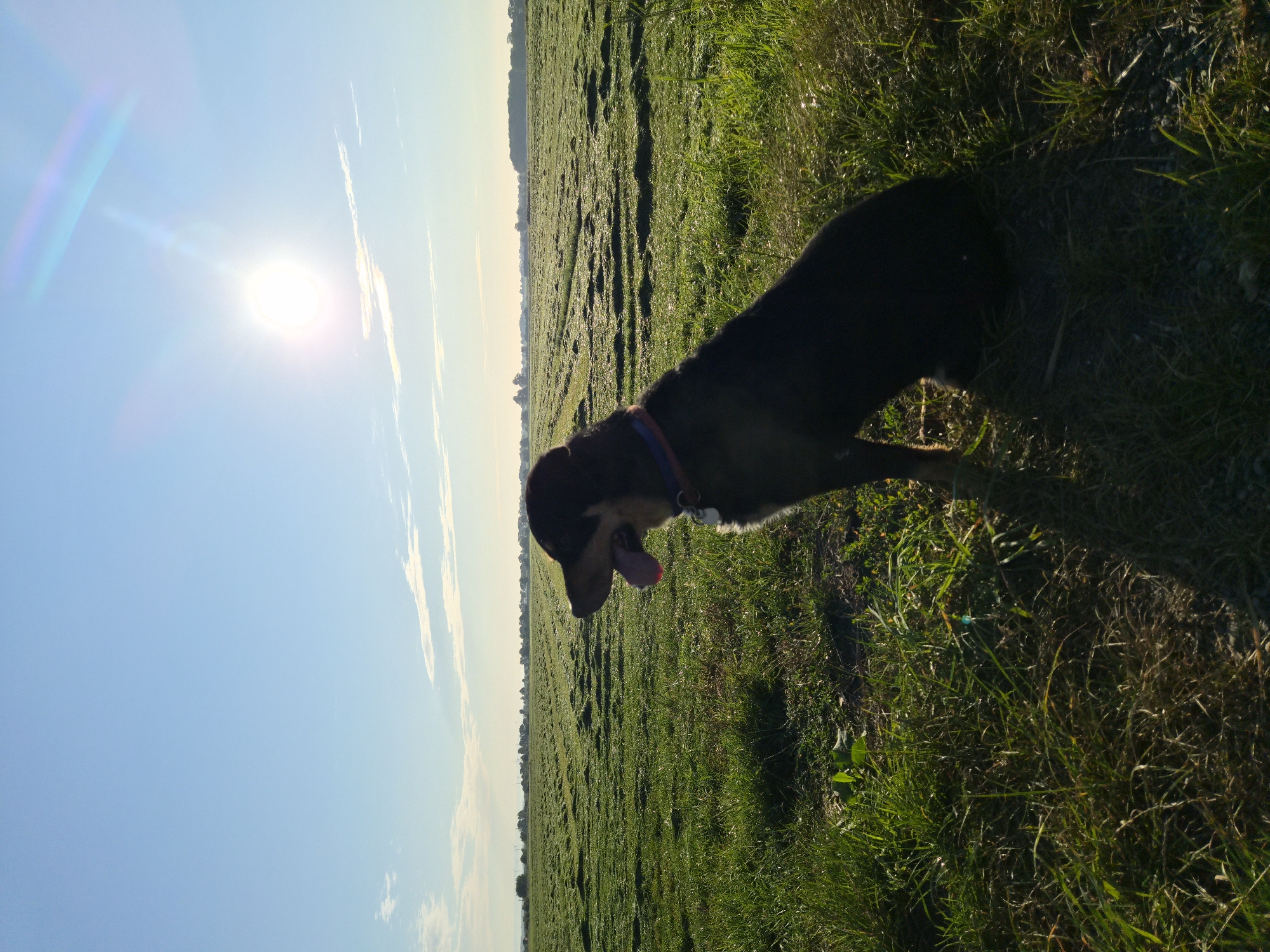 A medium-sized, dark-colored dog with its tongue hanging out sits in a grassy field. The dog is wearing a blue and red collar. The field appears to be a mowed hayfield with rows of cut grass. In the distance, there are trees and what appear to be wind turbines, suggesting a rural or semi-rural location. The sun is shining brightly in a clear blue sky, casting a lens flare. The overall lighting suggests it is morning or late afternoon. The scene is likely located in Schiffdorf, Germany, given the context.