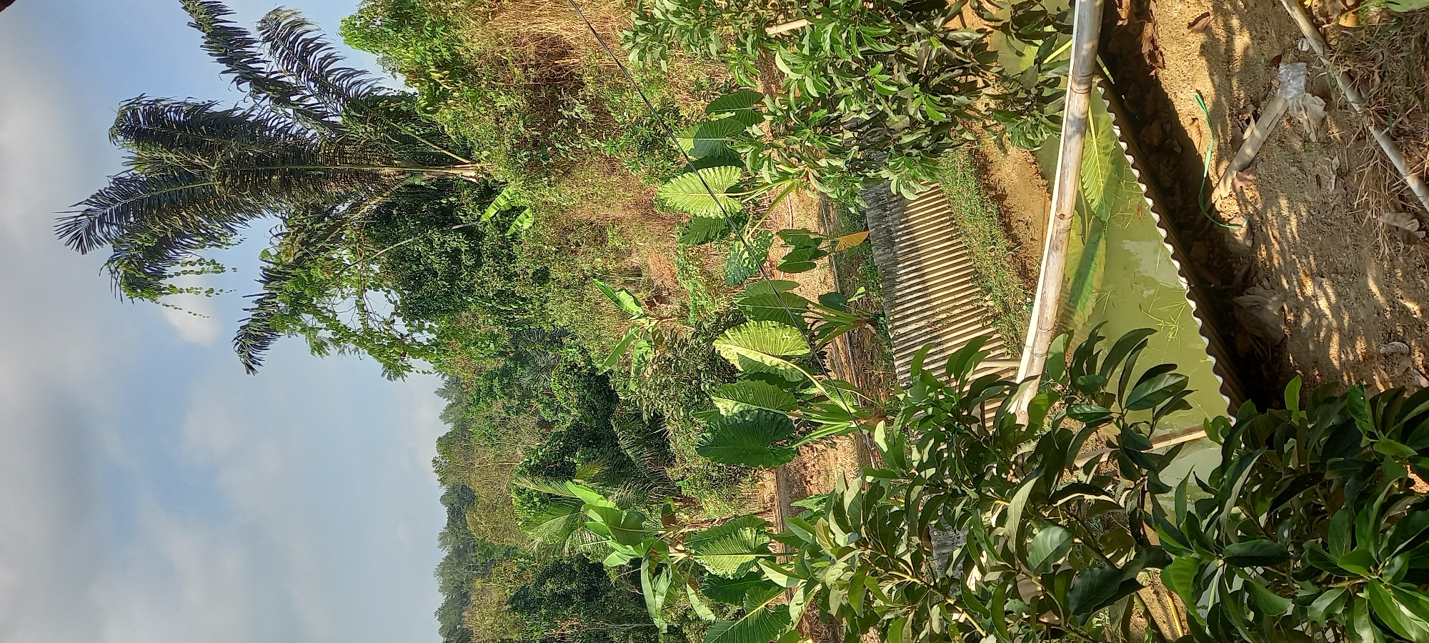 A landscape photo shows a natural pond or fish farm with green water in Majingklak, Indonesia. The pond is surrounded by lush vegetation including large-leafed taro plants and trees. In the foreground, there are some leafy branches, and a bamboo structure crosses the pond. The background is filled with dense green trees and hills, suggesting a rural or natural setting. The sky is partly cloudy with a bright blue hue. The scene is well-lit, indicating it was taken during the day. There are no people or animals clearly visible in the image.