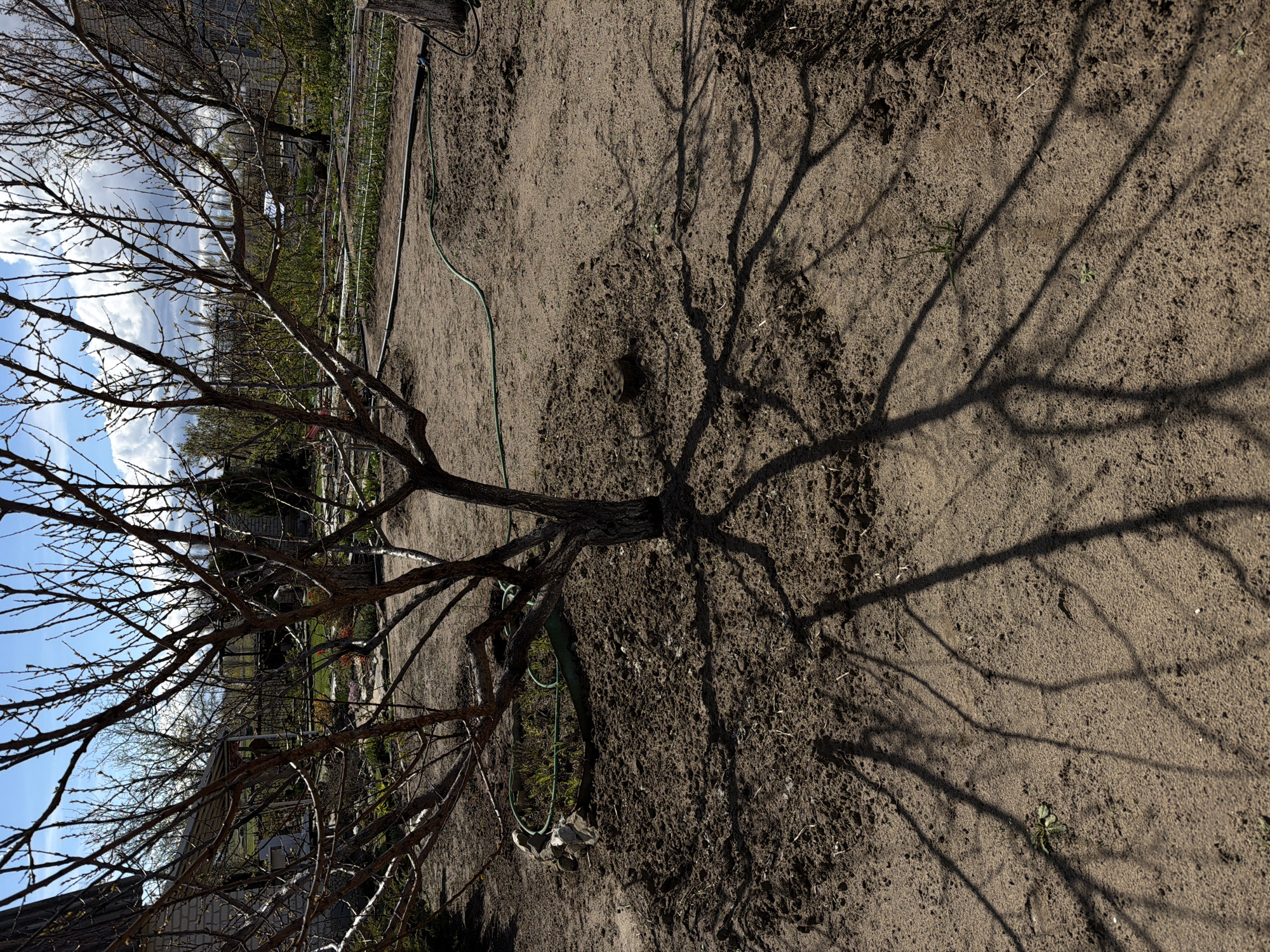 The image depicts a bare tree in a garden setting, presumably in Kamyshin, Russia, though this cannot be verified from the image alone. The tree is leafless, with numerous branches extending from a central trunk. Its shadow is cast on the ground, a sandy or loamy soil that is relatively bare. A green garden hose is visible, snaking through the space near the base of the tree. In the background, there are glimpses of a fence, greenery, and possibly buildings. The sky is visible through the tree branches, showing patches of blue and white clouds.