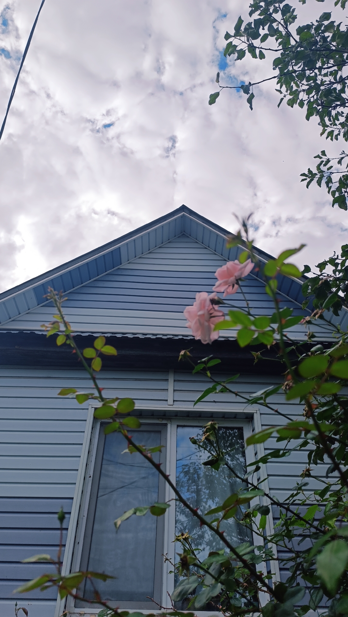 The image shows a close-up view of a pale blue, horizontally sided house with a pitched roof under a cloudy sky. In the foreground, a rose bush with delicate pink roses and green leaves is in bloom, with some branches obscuring parts of the house's window and siding. The house appears to be in a residential area, potentially in Karsha, Russia, given the context. The time of day appears to be daytime, though the clouds suggest it might be overcast or nearing dusk. No people are visible in the frame. The overall impression is a serene, natural scene juxtaposed with a dwelling.