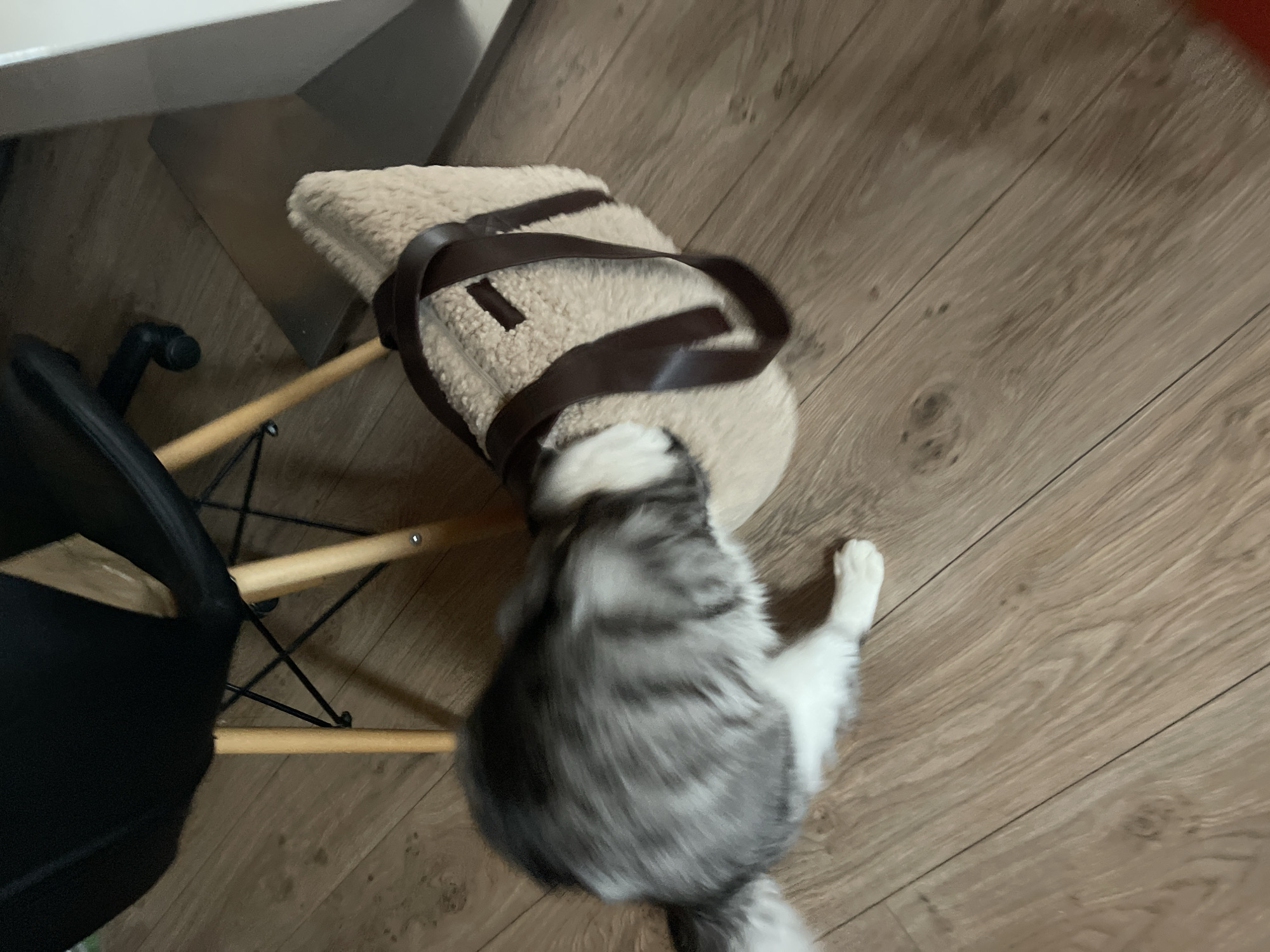 A gray and white cat is lying on the floor, near a slipper on a chair. The floor is made of light brown wood laminate. The chair has a black seat and wooden legs. The slipper is beige with a dark brown strap. The image appears to be taken from above. There is not enough information to determine a location in Sofia, Bulgaria.