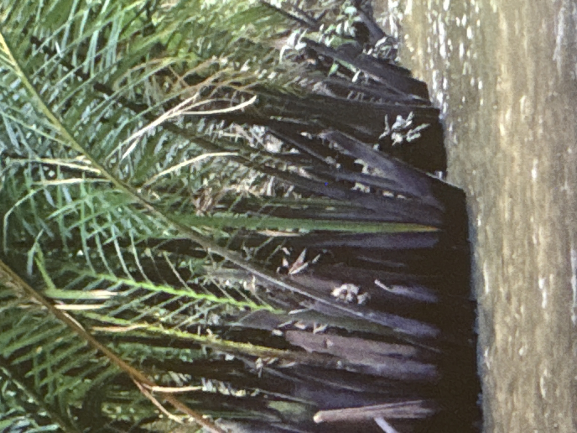 The image shows a close-up view of dark, dense foliage, possibly palm fronds, on the left side of the frame. These fronds are overlapping and create a textured, layered effect. To the right of the foliage, the edge of what appears to be murky, still water is visible. The water's surface is textured with light reflections and sediment, suggesting it is a natural body of water. The overall impression is one of dense, wild vegetation bordering a body of water. There are no people, objects, text, or discernible weather conditions. The lighting suggests it could be daytime, but the time of day is not explicitly clear. The location cues are limited to the general description of vegetation and water, and the provided location context of Chelmsford, United Kingdom, implies this might be a scene from a park, nature reserve, or waterway within that area. The image is an unadorned, natural scene.