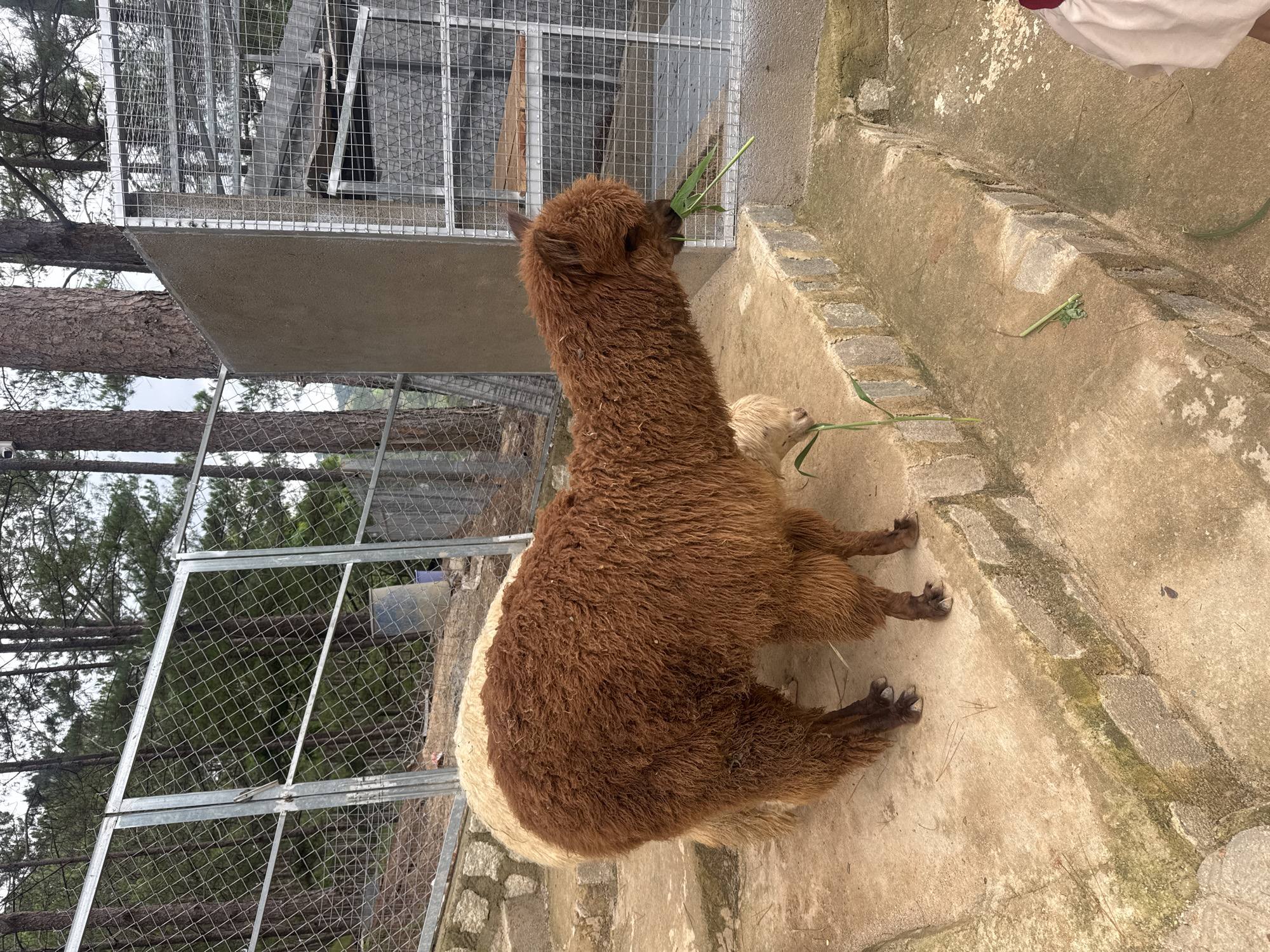 The image, captured in Định An, Vietnam, depicts a brown and white alpaca being fed green grass by an unseen individual. The alpaca has shaggy, reddish-brown fur covering most of its body, with a prominent cream or white patch on its side and hindquarters. It is positioned on a concrete and stone ground, attentively nibbling on the fresh grass held out to it. A second, lighter-colored alpaca is partially visible to the right, also appearing to eat grass.
The setting is an outdoor enclosure, characterized by metal mesh fencing and concrete structures, including a raised platform and stone steps. In the background, numerous tall pine trees are visible, suggesting a natural, forested environment surrounding the animal pen. A person's arm and shoulder, wearing a white top with a hint of red trim, are visible in the upper right corner, indicating human interaction.
The scene takes place during the daytime, under bright yet diffused lighting, implying clear or lightly overcast weather conditions. The alpacas appear calm and engaged in feeding. There is no visible text in the image.