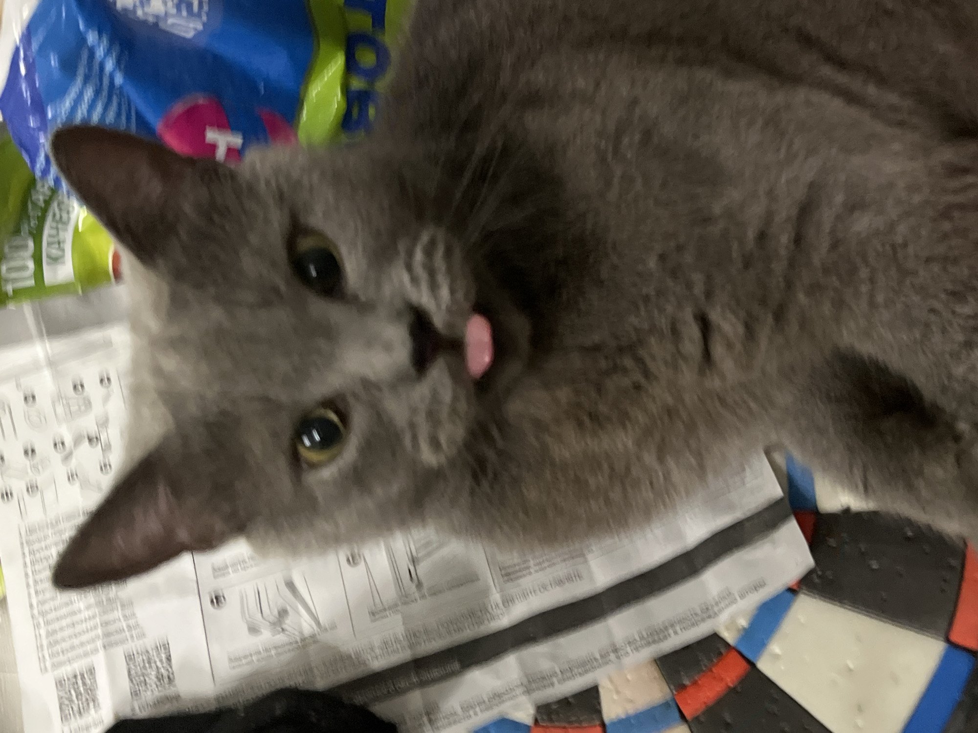 A close-up, slightly blurry photo shows a gray cat with its tongue sticking out. The cat is looking directly at the camera. The background is out of focus and appears to be an indoor setting. To the left, there is a sheet of paper with diagrams and text, possibly instructions. To the right, there are brightly colored bags, one blue and one green with Russian text. The floor beneath the cat shows a dartboard with alternating black, white, red, and blue sections. The cat's fur is dense and appears to be a solid gray color. Its eyes are wide and a bright yellow-green. The tongue is a light pink and protrudes from the cat's mouth. The image does not contain any information that would allow for localization within the city of Belyye Berega, Russia.