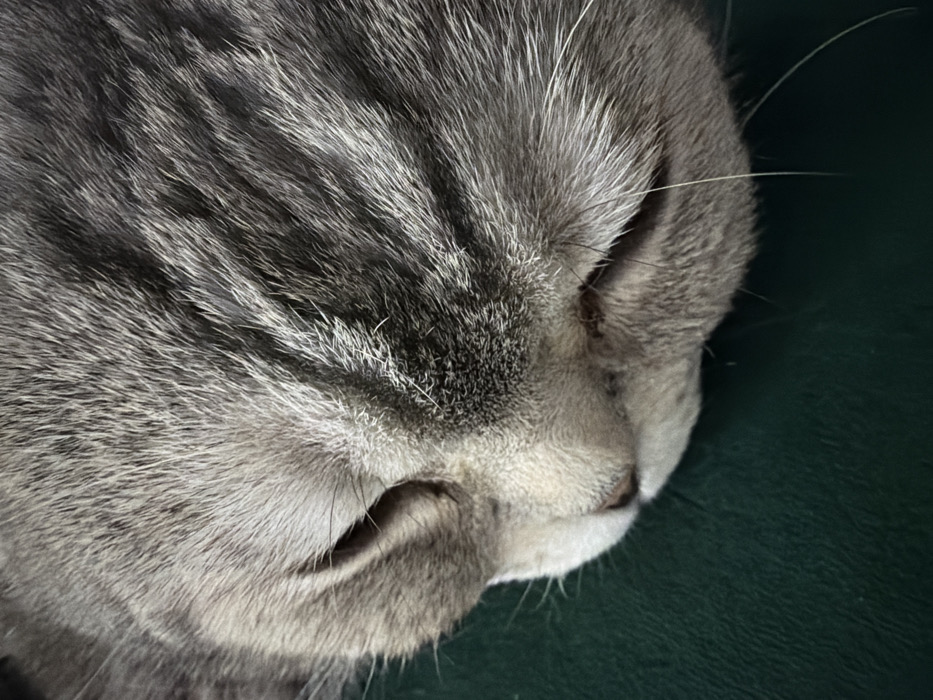 A close-up photograph, taken in Chaikovsky, Russia, depicts the right side of a domestic cat's head. The cat has short, dense, grey tabby fur with darker grey stripes visible on its forehead and cheek area. Its eyes are closed, indicating a state of sleep or rest. The snout is light-colored, and its mouth is closed. Multiple long, white vibrissae (whiskers) extend from its muzzle. The cat's head is positioned upon a smooth, dark green surface, consistent with upholstery or a similar material. No other subjects or objects are visible within the frame.