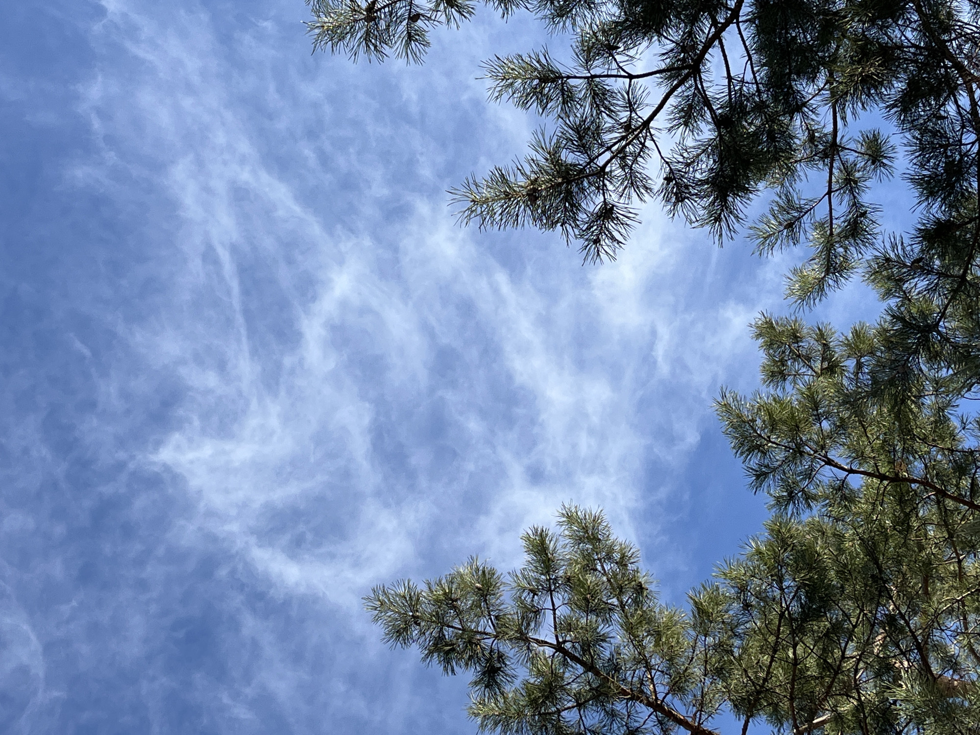 The image presents a view looking up into a partly cloudy, blue sky, framed by the branches and needles of coniferous trees. The clouds are wispy and streaked across the sky. The location is suggested to be Krasnoyarsk, Russia. There are no people visible. The primary subjects are the sky, clouds, and the evergreen tree branches. The objects consist of tree branches and needles and the atmosphere in the sky. The action is the trees framing the sky. There is an interaction between the natural elements of trees and sky. The environment is a sunny day in a natural setting.