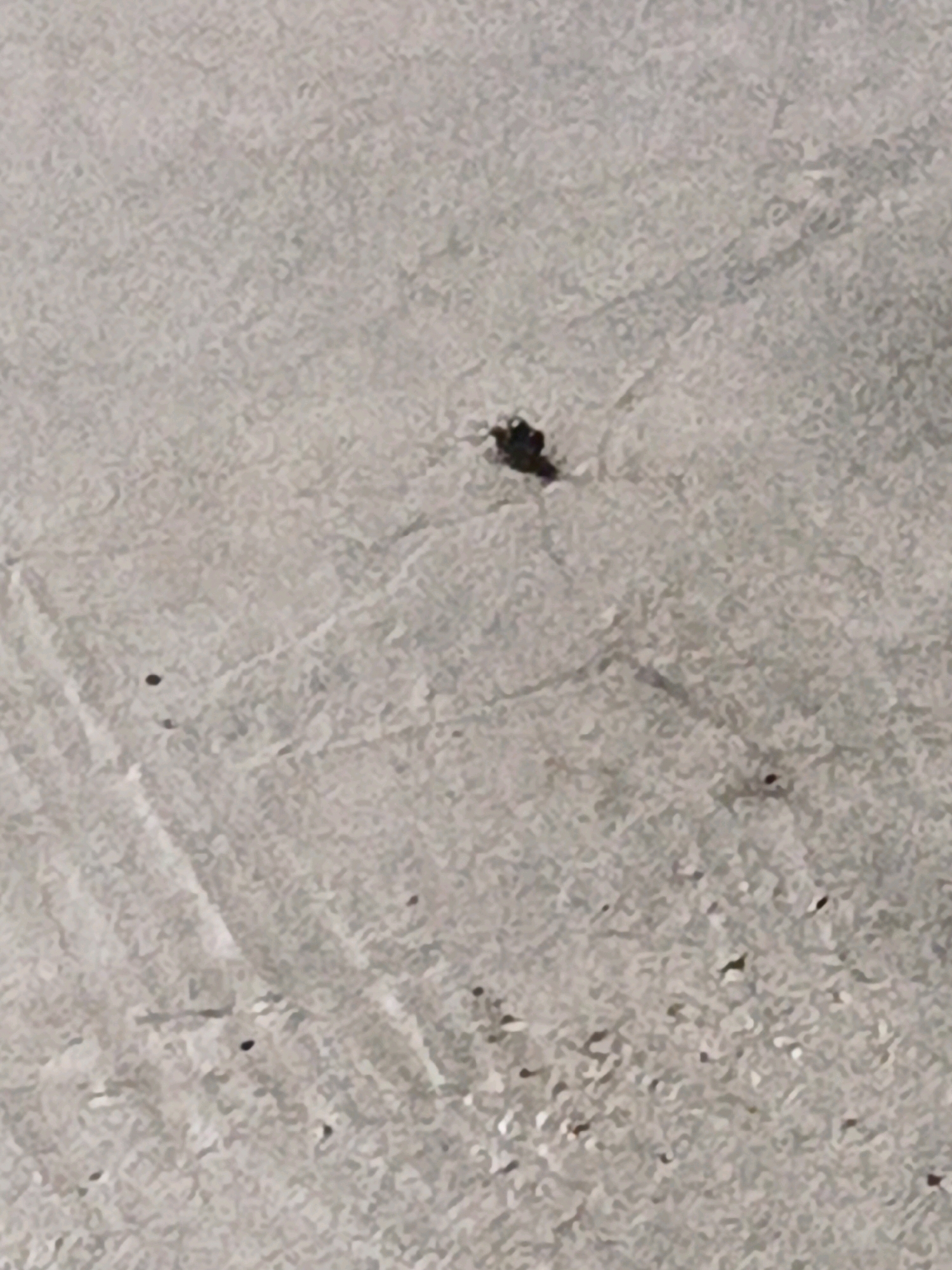 A single fly is visible in the center of the image. The fly is dark in color and appears to be resting on a textured, light gray surface. The surface has a subtle pattern of lighter and darker shades, possibly indicating a concrete or stone material. The lighting in the image is diffused, suggesting an overcast day or an indoor setting with indirect light. The scene is static, with no apparent action or interaction. The location in Linggatiga, Indonesia, is not visually discernible from the provided image.