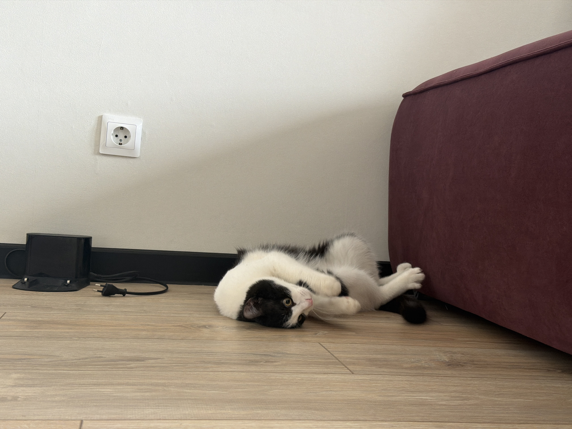 A black and white cat is lying on a wooden floor in a room. The cat is curled up on its side, facing the viewer with its head tilted back. The background includes a white wall with an electrical outlet, a black object with a power cord, and the edge of a burgundy sofa. The location is the city of Chaikovsky, Russia.