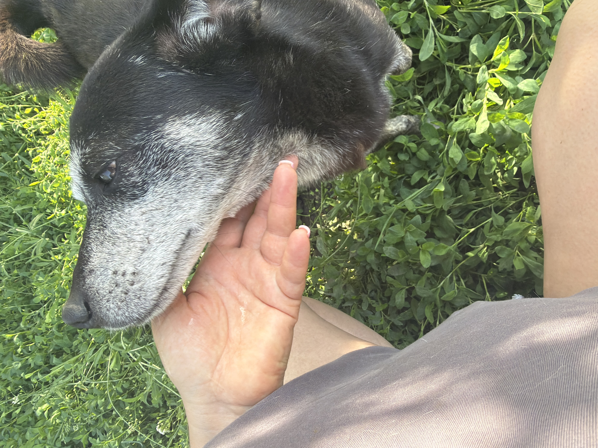 A person's hand rests on the head of a black and gray dog with short fur, lying in grass. The person wears a gray garment. The location is Leningradskaya, Russia.