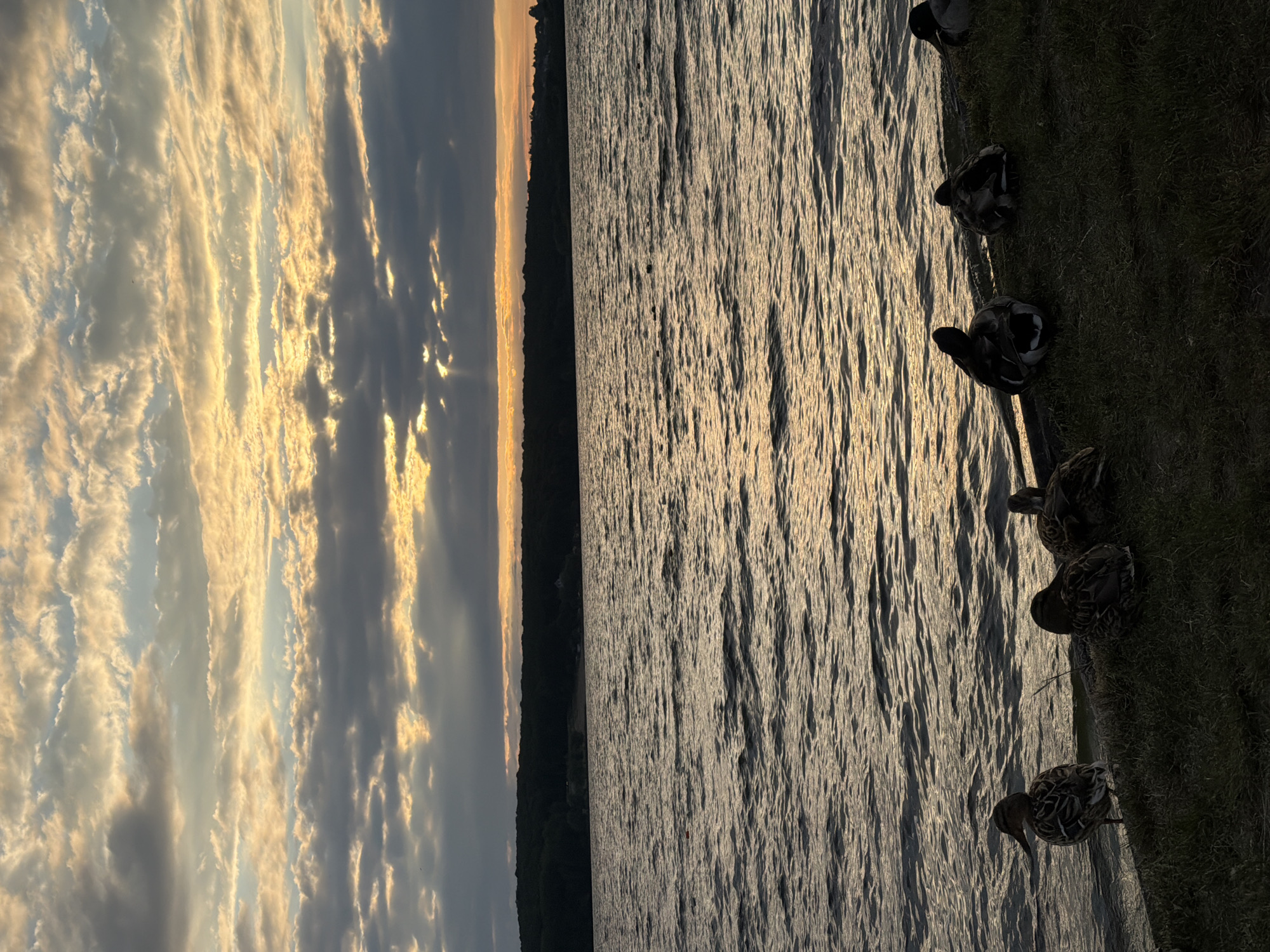 This image depicts a serene waterscape at sunset, likely in Ternopil, Ukraine. The sky is filled with dramatic clouds, illuminated by the setting sun which casts a golden glow and creates rays of light piercing through the overcast. Below the sky, a dark, tree-lined horizon stretches across the middle ground, separating the sky from the rippling water. The lake or river in the foreground is textured with small waves, reflecting the warm hues of the sunset. Along the grassy bank in the lower right quadrant, a group of ducks are resting. They are gathered close together, facing away from the viewer or towards the water, their forms silhouetted against the dimming light. The overall atmosphere is peaceful and tranquil, capturing a moment of natural beauty at the end of the day.