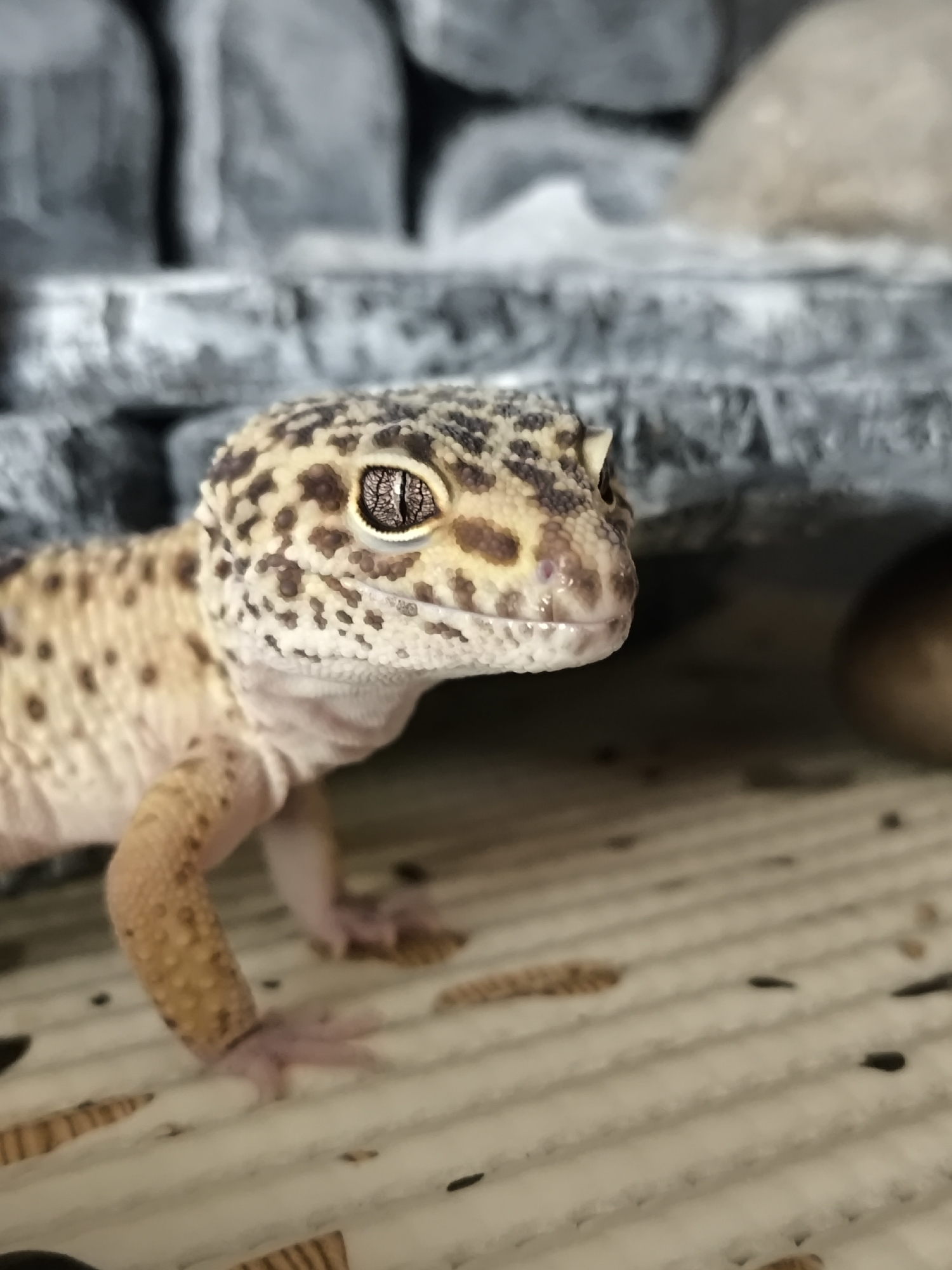 A close-up, eye-level photograph depicts a Leopard Gecko (Eublepharis macularius) positioned on a ridged, light-colored substrate within an enclosure. The gecko, facing right and slightly forward, exhibits a tan and yellowish coloration with distinct dark brown irregular spots covering its head and body. Its prominent right eye, in sharp focus, reveals an intricate, textured iris surrounding a vertical pupil. The gecko's snout appears slightly moist. In the blurred background, grey, rough-textured rock formations are visible, with one section forming an overhang. The substrate in the foreground contains scattered dark specks and light brown, elongated remnants, consistent with insect casings. A dark, rounded object is partially visible beneath a rock structure on the right side of the frame. This scene is located in the city of Chaikovsky, Russia.