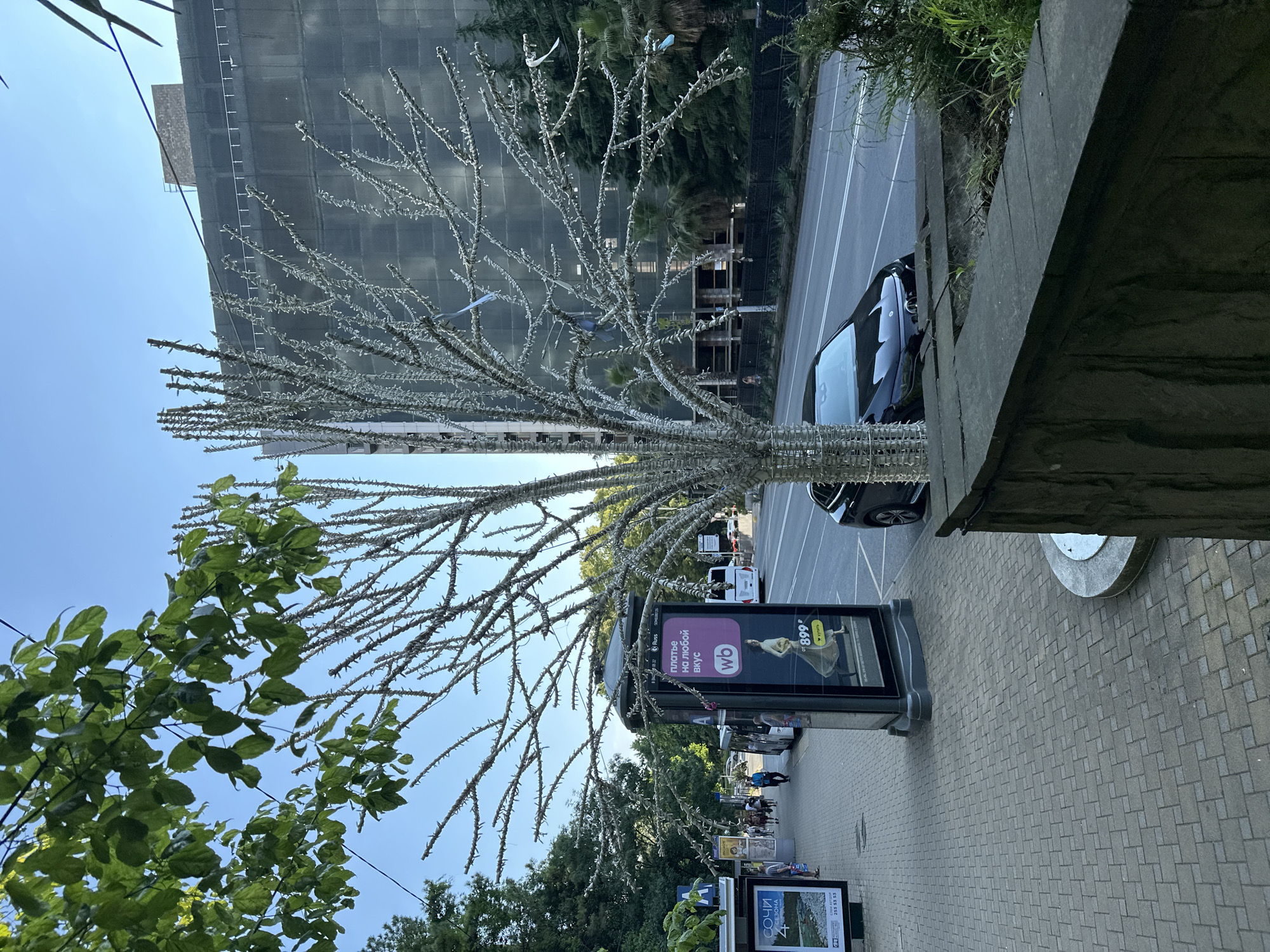 A street scene in Sochi, Russia, features a sidewalk with a bus stop and billboards. In the foreground, a bare tree adorned with white string lights stands prominently. A dark-colored car is parked on the street to the right of the tree, and a construction site covered with dark netting is visible in the background. Lush green trees and foliage line the street, and the sky is clear and blue. People are walking on the sidewalk and buses are visible on the road.