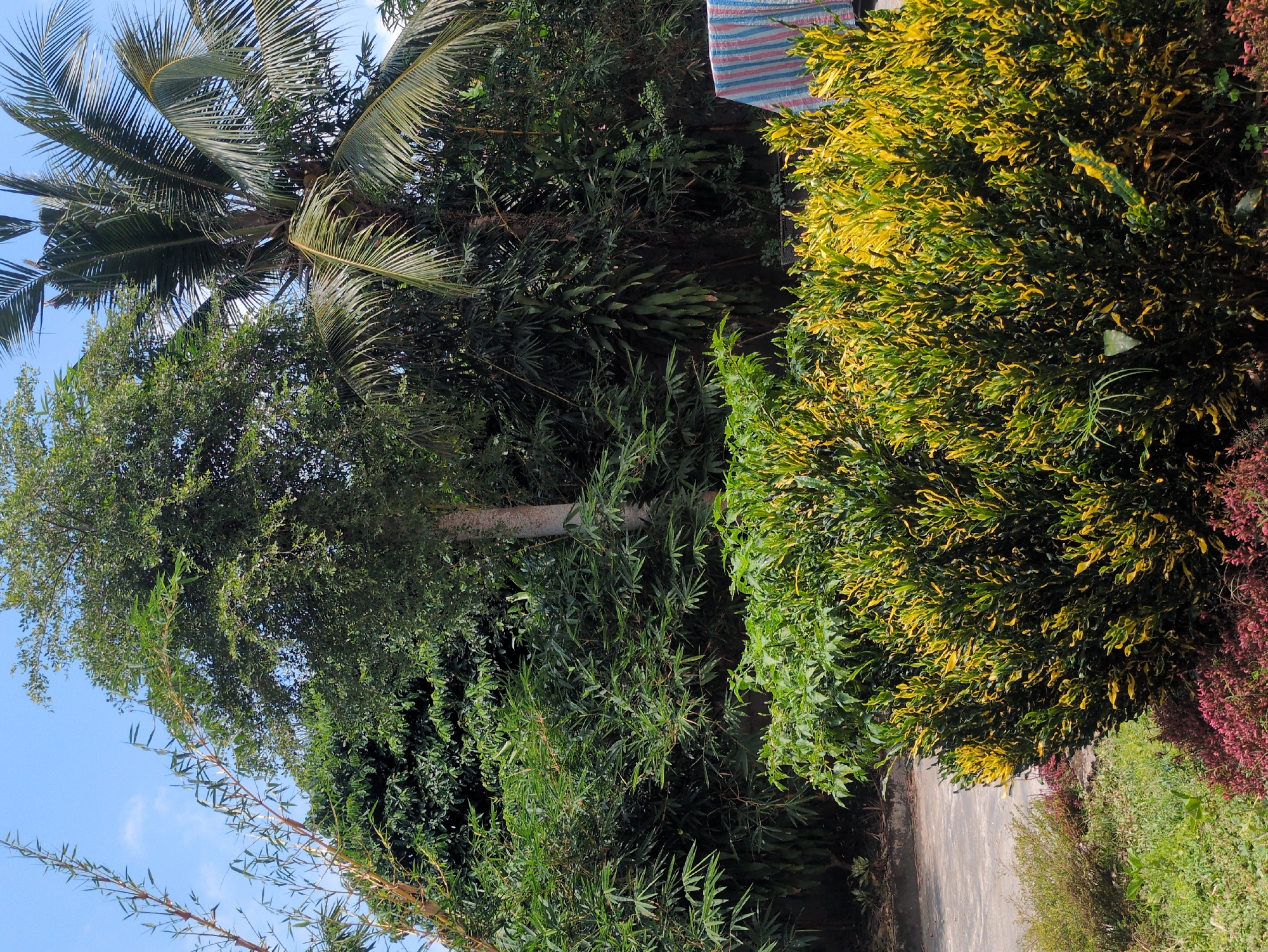 The image shows a lush, green tropical landscape with a variety of trees and plants. A tall coconut palm tree is visible on the left, its fronds reaching towards a blue sky. Next to it, there is a mix of broad-leafed trees and other vegetation. On the right side, a large bush with variegated yellow and green leaves dominates the scene. A narrow paved road or path runs along the bottom edge of the frame, separating the vegetation from a grassy area. In the background, a partially visible striped cloth hangs vertically.
It is plausible that this image was taken in Phú Quốc, Vietnam, given its tropical vegetation.