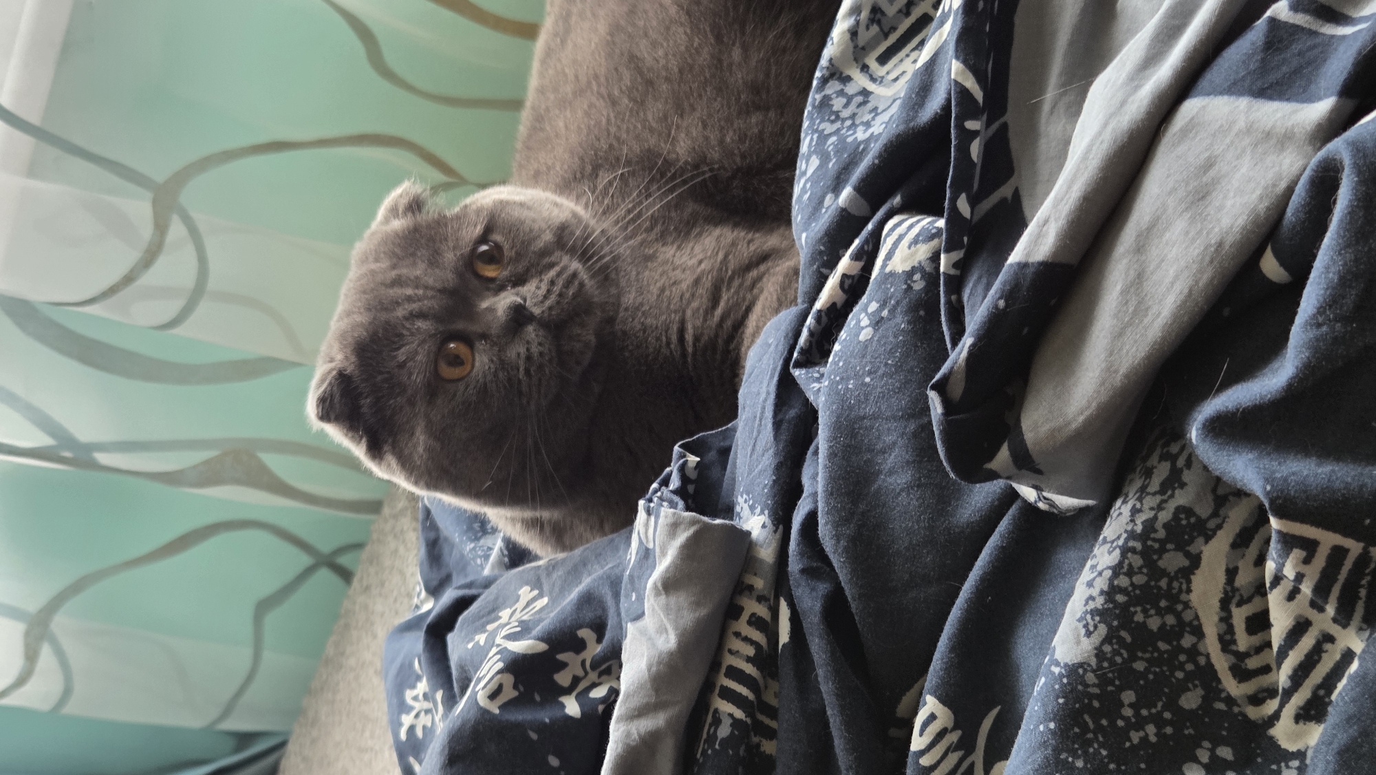 A grey Scottish Fold cat with orange eyes is lying on a bed covered with blue and white patterned sheets. The cat is looking towards the right side of the image. In the background, a sheer light blue curtain with a wavy pattern is visible. The lighting suggests it is daytime.