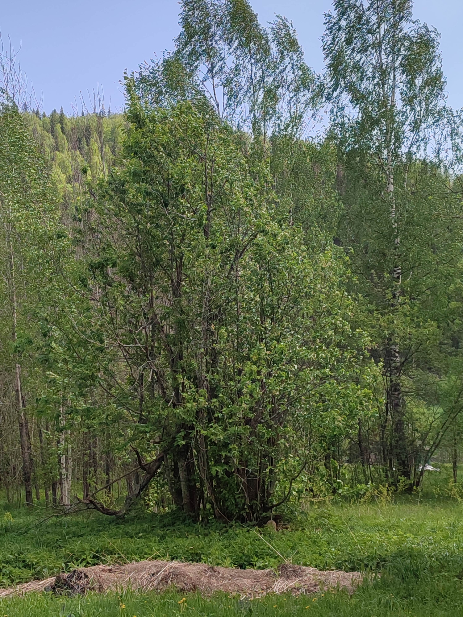 The image depicts a forested area, likely located near or within the city of Vil'va, Russia. The foreground shows a grassy field with a patch of dead vegetation. Behind this, a dense cluster of trees and bushes obscures much of the background, revealing a forested hillside in the distance. The trees are primarily deciduous, displaying green foliage typical of spring or early summer. Some birch trees are also visible. The overall impression is that of a natural, undisturbed environment. There are no discernible people, actions, or interactions within the frame. The sky is visible at the very top, showing a clear, pale blue.