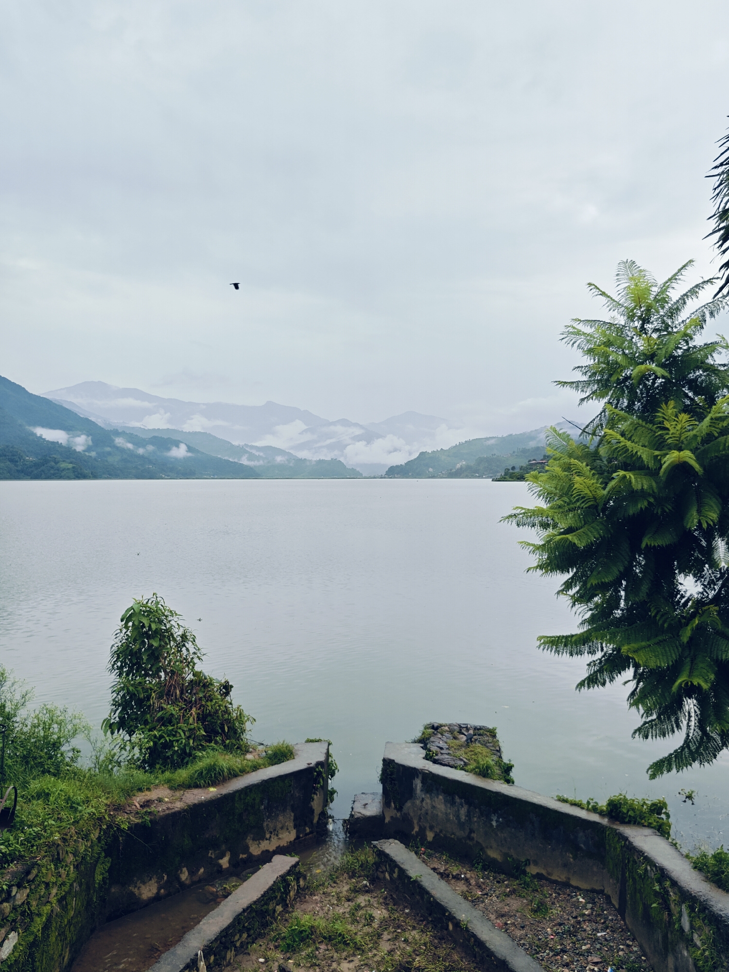 This image captures a serene view of Phewa Lake in Pokhara, Nepal, under an overcast sky. In the foreground, a concrete structure, possibly part of a boat launch or retaining wall, is visible with channels leading to the water. Lush green vegetation, including grass and bushes, grows around the edges of the structure. A small, leafy tree stands on the left side of the structure.
The expansive lake occupies the middle ground, its calm surface reflecting the muted light. In the distance, a range of mist-shrouded mountains forms the horizon, their slopes dotted with greenery and hints of settlements. A single bird is silhouetted against the pale sky in the upper left portion of the frame. The right side of the image is partially framed by the fronds of a large, green fern-like plant. The overall atmosphere is tranquil and slightly melancholic, typical of a cloudy day in this popular tourist destination.