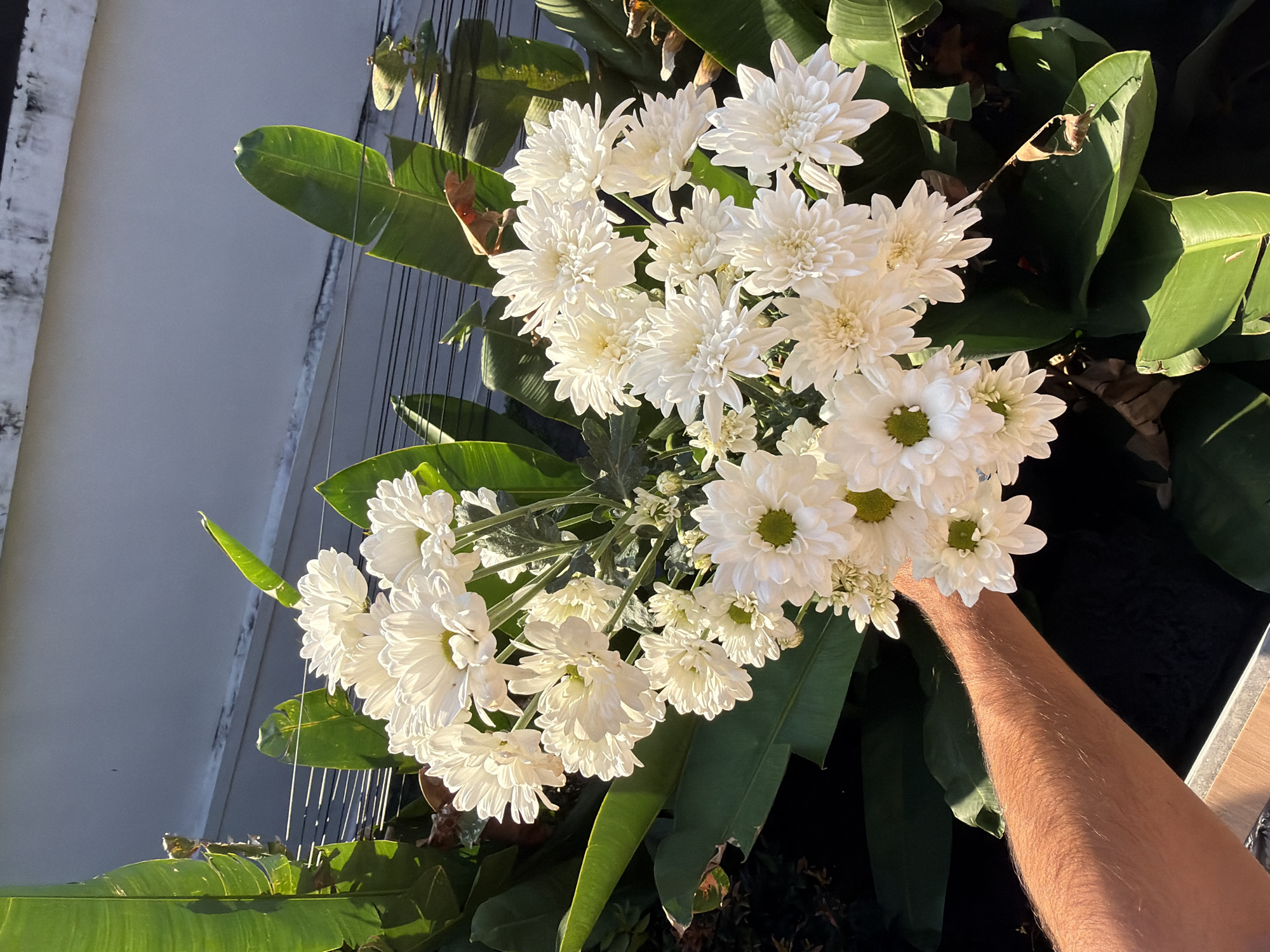 The image displays a close-up, upward-angled view of a person's arm holding a large cluster of white flowers, likely chrysanthemums, in a bright outdoor setting. The flowers are abundant, with multiple blooms showcasing their delicate white petals and, in some cases, distinct green centers.
A human arm, tanned and lightly covered in hair, extends from the lower right of the frame, supporting the flowers. The sunlight brightly illuminates the flowers and the arm, casting strong highlights. Surrounding the floral arrangement are large, broad green leaves, indicative of a tropical plant such as a banana or similar foliage, with some leaves partially in shadow and others catching the direct light.
In the background, a light gray or off-white building wall is visible. Thin, dark vertical lines, possibly wires or a fence structure, stretch across portions of the background, casting sharp, elongated shadows due to the intense sunlight. The bright, clear illumination suggests the photograph was taken during either the morning or late afternoon. The lush green foliage and strong sunlight align with the tropical environment of North Kuta, Indonesia. There is no visible text in the image.