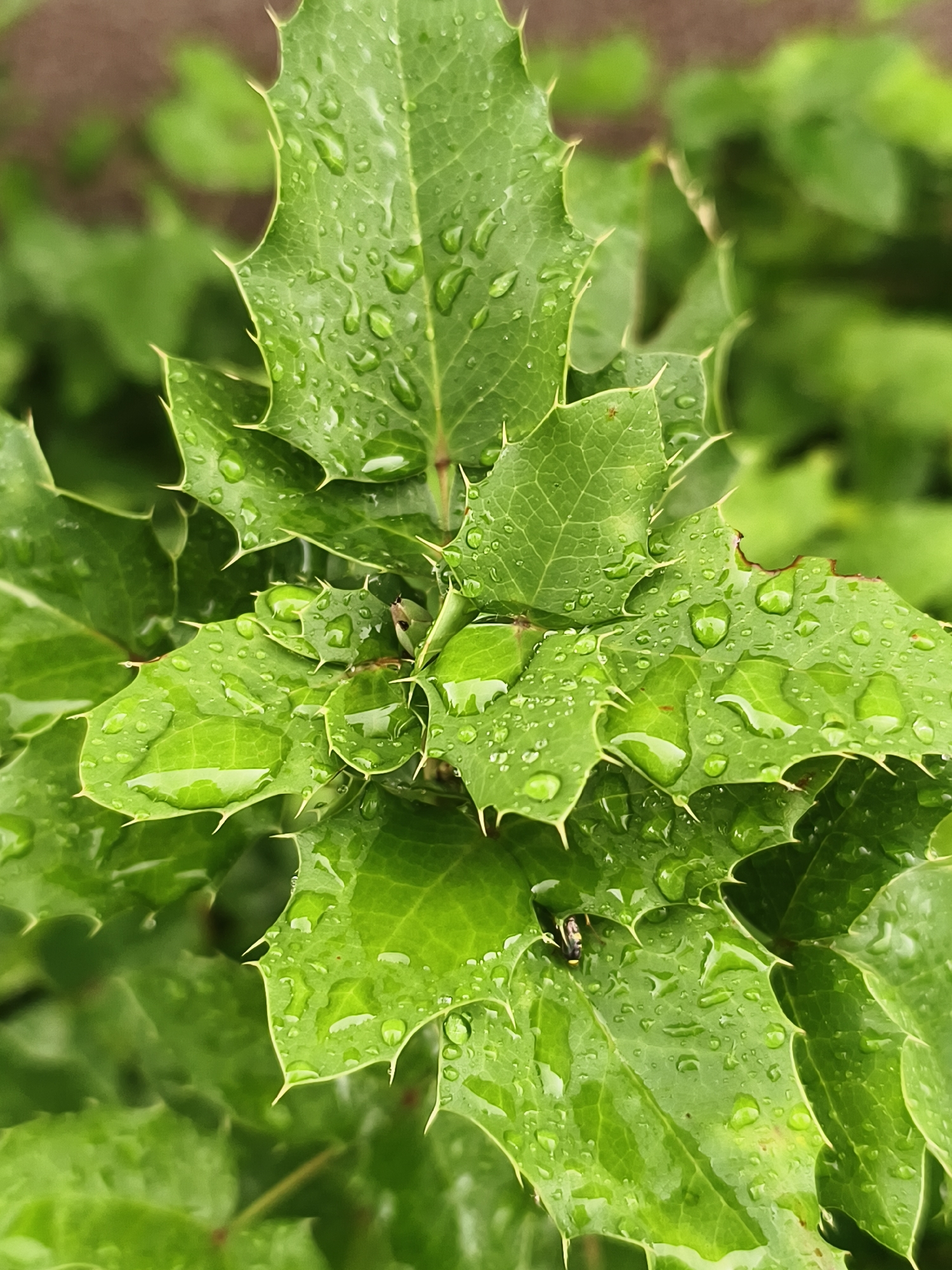 A close-up, vertical shot showcases lush green leaves covered in water droplets. The leaves have serrated edges with sharp, pointed tips. The background is blurred, with soft greens and browns suggesting more foliage and perhaps soil. The lighting is overcast, indicating a natural, possibly post-rain, outdoor environment. There are no people or specific landmarks visible that would allow for precise localization within Tczew, Poland.