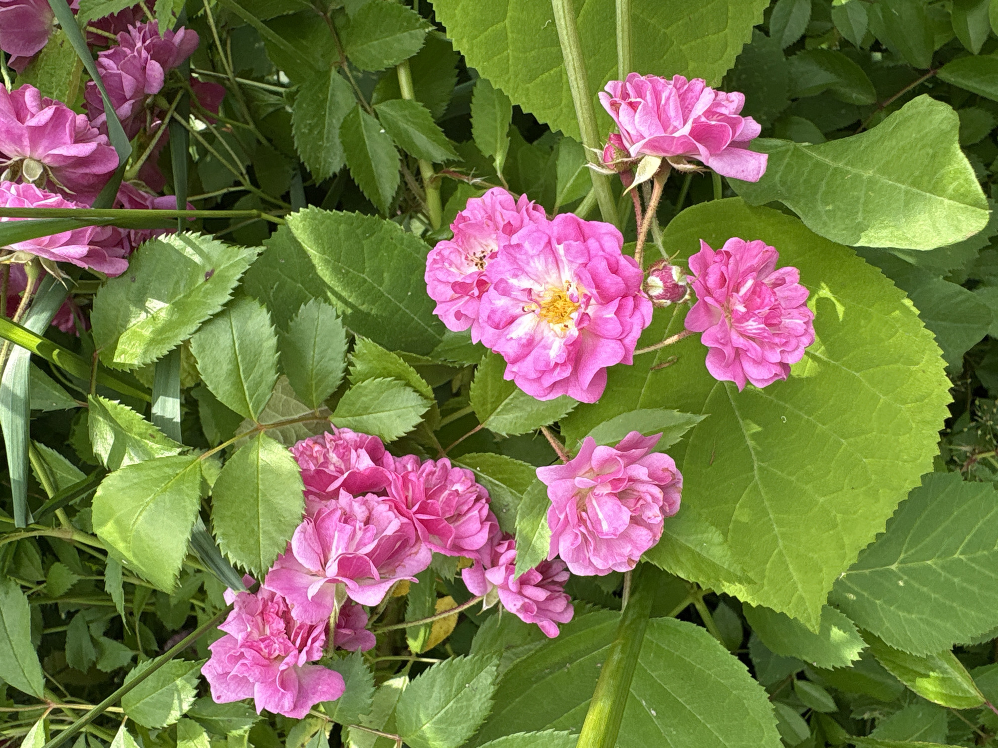 In Dubrovino, Russia, a close-up shot captures a cluster of vibrant pink roses nestled amongst lush green foliage. The roses, in various stages of bloom, display delicate petals and some reveal a yellow center. The leaves are broad and serrated, providing a rich backdrop to the floral display. The lighting suggests a sunny day, with some areas of the leaves showing dappled sunlight and others in shadow. The scene appears to be a natural outdoor setting, likely a garden or a wild growth area. There are no people or animals present.