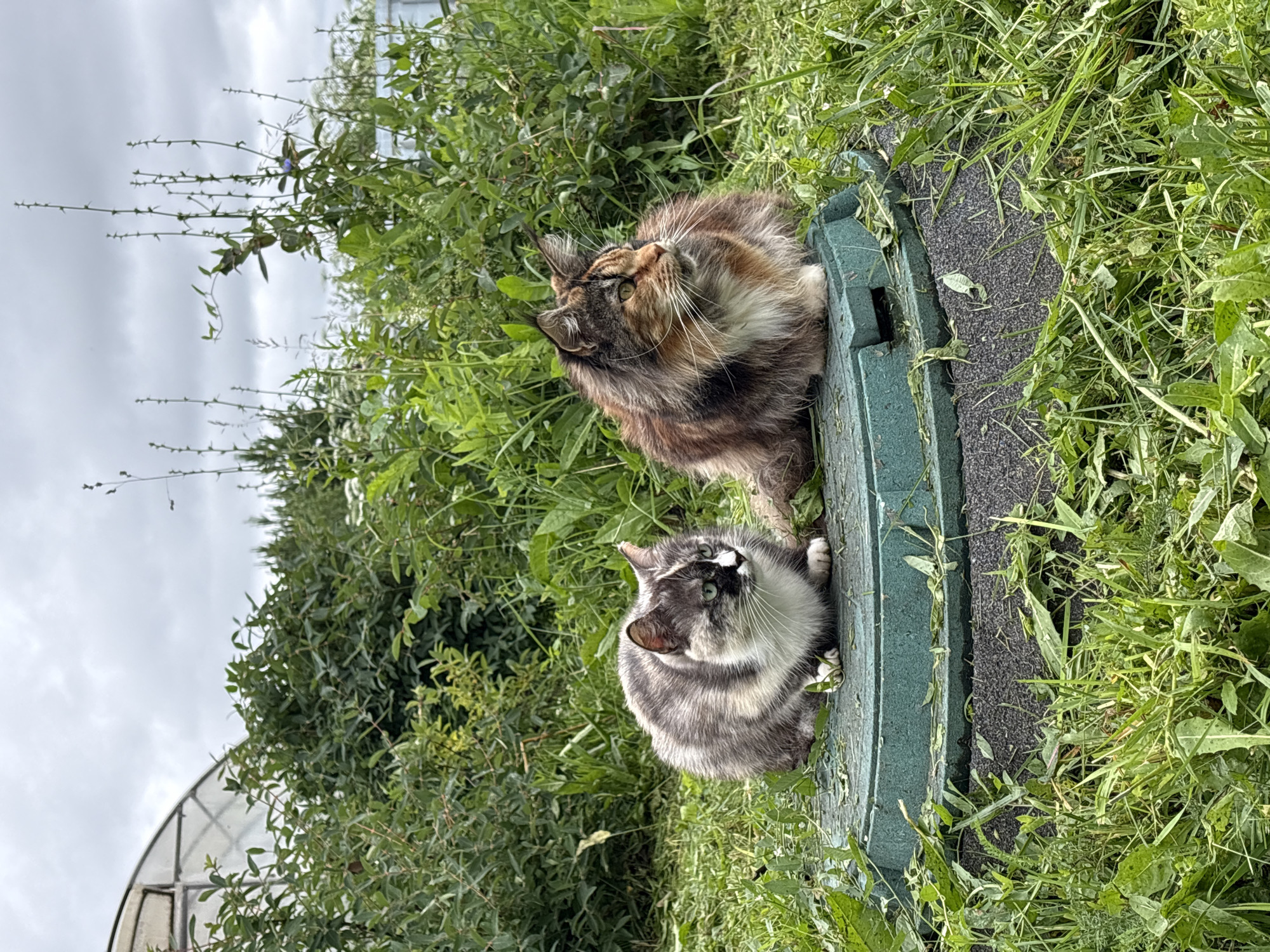 Two cats are resting on a green septic tank lid outdoors. The cat on the left is a calico with white, gray, and black markings, and green eyes. It is sitting facing left. The cat on the right is a long-haired calico with brown, black, and orange fur. It is also sitting and facing left, with its body angled slightly away from the viewer. Both cats appear relaxed and are surrounded by lush green grass and foliage. In the background, a greenhouse structure and tall plants are visible under a cloudy sky. The location is described as being in the city of Kamkoye, Russia.