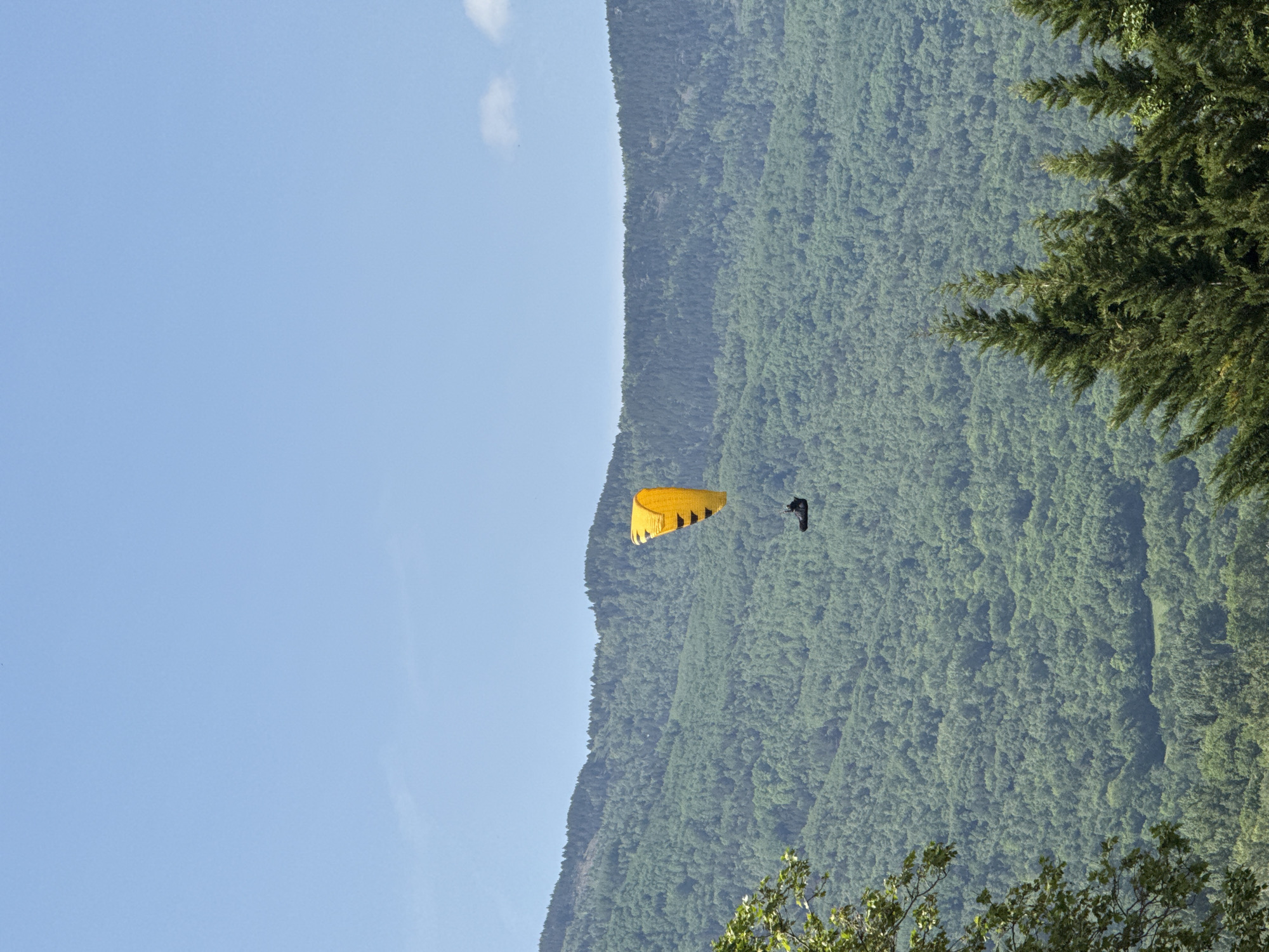 The image depicts a paraglider in flight, against a backdrop of a densely forested mountain. The sky is clear blue. The scene is presumably near Benasque, Spain, considering the request's context. The paraglider is yellow, contrasting with the surrounding green landscape and blue sky. The person is black and wearing a helmet. The trees fill the entire right of the image, and some branches are at the bottom.