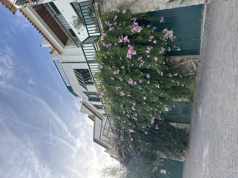 This image depicts a residential street scene in Calella De Palafrugell, Spain, looking upwards along an inclined paved surface. The foreground consists of a gray interlocking paver block pathway. On the right and extending across the mid-ground, a stone retaining wall rises, supporting a series of white-painted multi-story buildings. This wall is heavily overgrown with dense green foliage, prominently featuring vines with numerous clusters of light pink flowers. Further left, a section of the wall is covered in green foliage mixed with purple flowers.
Embedded within the lower section of the vegetation-covered wall are at least three dark green, vertically paneled wooden gates, indicative of garage or private entrances. One gate on the far left has a small yellow sign affixed. Another gate slightly right of center shows exposed root structures of the climbing vines.
The buildings above the wall feature white stucco exteriors, terracotta-tiled roofs, and dark green railings on balconies and terraces. Several windows are visible, some with closed dark green louvered shutters and one with an extended dark green striped awning. Potted plants, including a small olive tree, are visible on some balconies.
The sky occupies the upper portion of the image, displaying a light blue hue with scattered, wispy white clouds. Multiple linear white contrails from overhead aircraft are visible against the sky. No individuals, animals, or active interactions are present in the scene. The overall lighting suggests natural daylight.