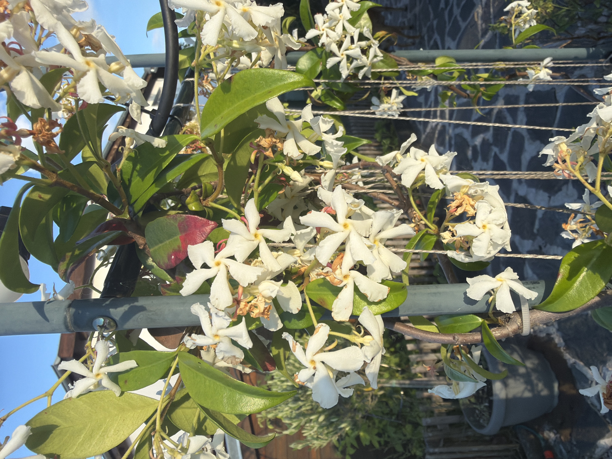 The image shows a close-up of a flowering vine with white star-shaped flowers and green leaves, climbing on a grey metal pole. The background includes a paved area with cobblestone-like patterns, a dark grey planter, a wooden fence, and a building. The sky is clear blue. The scene appears to be outdoors, possibly in a garden or patio area. There are no people visible in the image. The lighting suggests it is daytime, with sunlight casting shadows. The overall impression is one of a lush, blooming plant in an urban outdoor setting. This image does not contain any specific visual cues that would allow for definitive identification of the location within Burgas, Bulgaria.