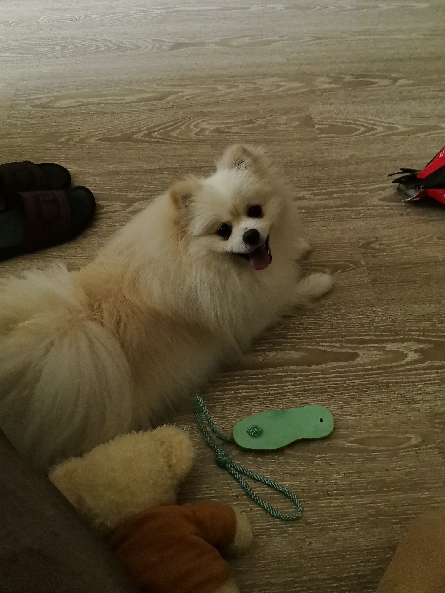 A cream-colored Pomeranian dog with a fluffy coat is lying on a wooden floor. The dog is facing the camera with its mouth open and tongue slightly visible, appearing to be panting or smiling. To the left of the dog, a pair of dark brown slippers are visible. In the foreground, the paws of a stuffed animal, possibly a bear, are seen. A small, light green dog toy with a rope is located to the right of the stuffed animal. In the background, a red and black object, possibly a dog harness or leash, is partially visible. The lighting suggests an indoor environment. There is no information about the location in Neftekamsk, Russia.