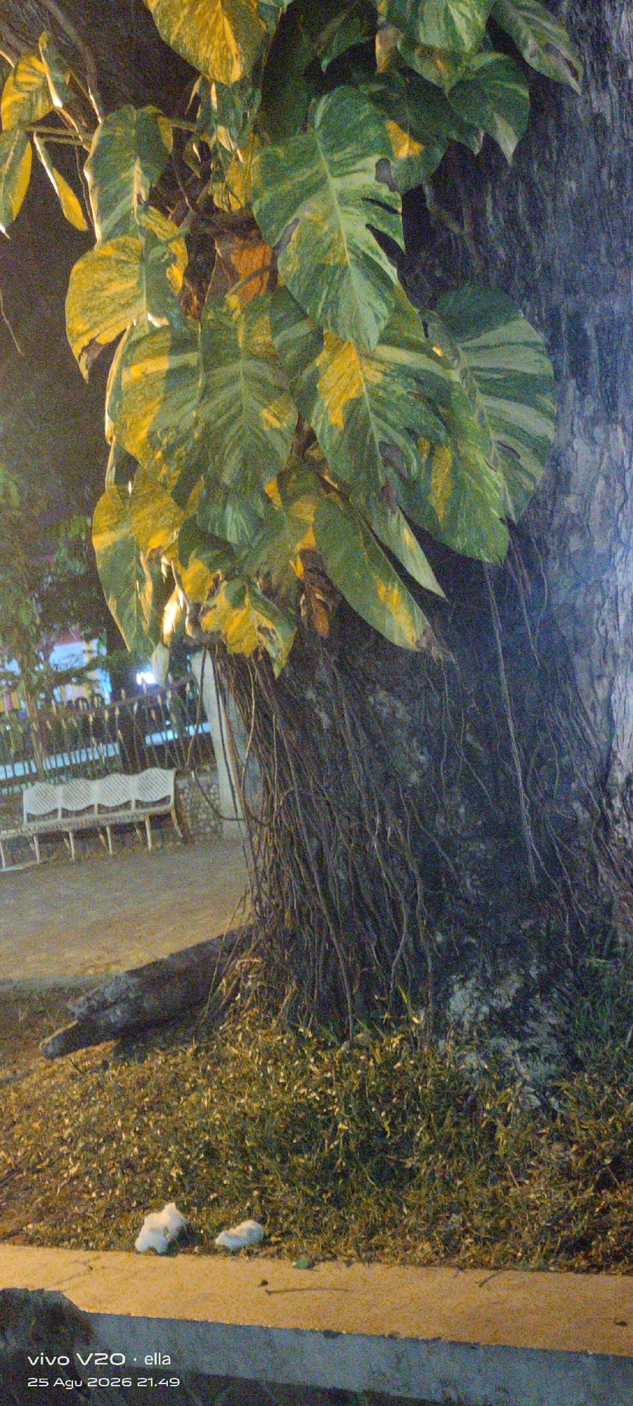 An outdoor nighttime scene features a large tree with exposed roots in the foreground, partially covered by green and yellow variegated leaves of a vine. In the mid-ground, there is a path made of gravel, a concrete curb, and a metal fence. Behind the fence, there are three white benches arranged in a row, and further back, indistinct figures are visible. The ground is covered with grass and scattered leaves. Two small white objects, possibly litter, are present on the ground near the path. The image is dated "25 Agu 2026 21.49" and branded "vivo V20 · ella".