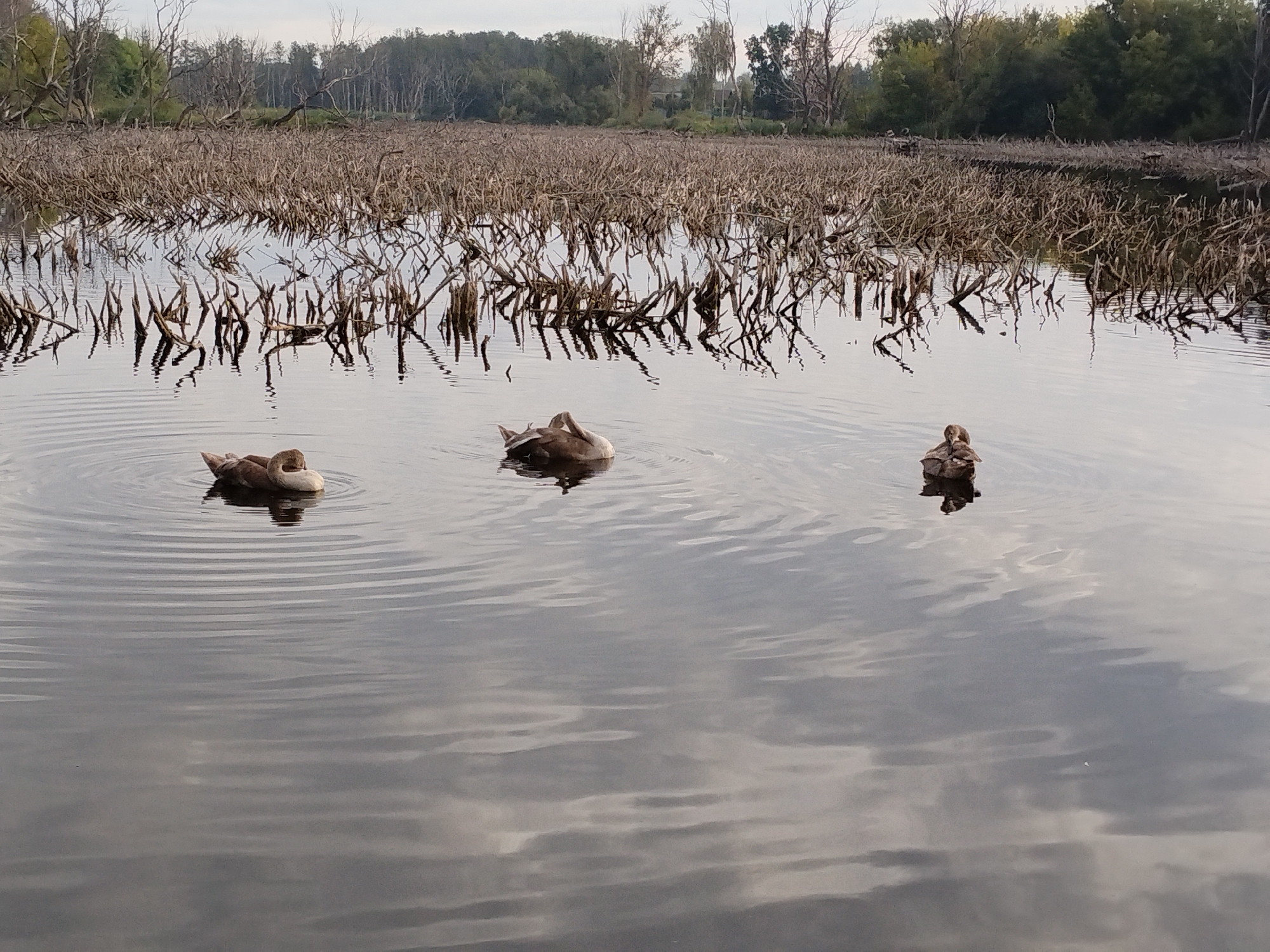 Three ducks are swimming in a calm body of water. The water is surrounded by dead vegetation, likely reeds or marsh plants, which rise out of the water and create a dense, thorny appearance. Beyond the vegetation, a line of trees forms the background, with a cloudy sky above. The scene appears to be a natural wetland area. The ducks are positioned at varying distances from the viewer, with one closer on the left, another in the middle, and the third further to the right. The ducks are brown and white in color and appear to be resting or preening. There are no people visible in the image.