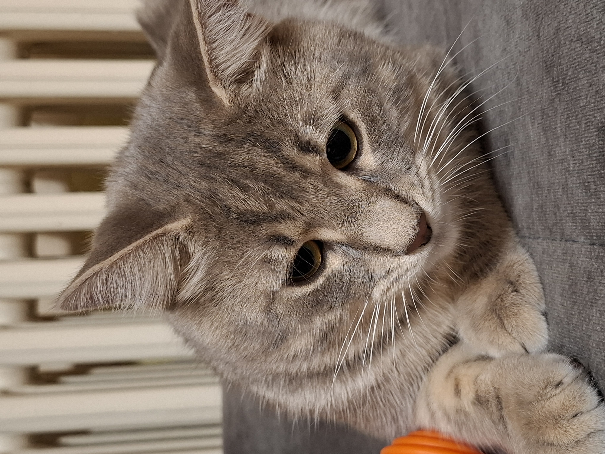 A gray tabby cat is resting against a gray surface, likely a sofa or blanket. The cat is positioned slightly sideways, its head tilted downward, and its paws are visible near its face. The cat's eyes are a golden color and its whiskers are white. In the background, there are blurred white horizontal lines, possibly blinds or a radiator.