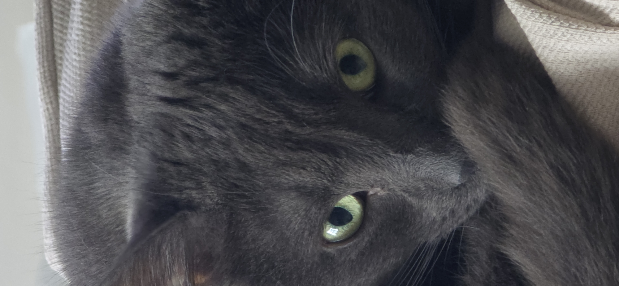 This is a close-up, vertical, eye-level shot of a grey cat with green eyes. The cat is resting on a light-colored, textured surface, possibly a couch or blanket. The cat's fur is soft and appears to be short to medium length. The lighting is natural and soft, highlighting the texture of the fur and the cat's eyes. The background is slightly blurred, keeping the focus on the cat's face. There are no people or any other visible objects in the frame. The image provides a detailed view of the cat's features, including its whiskers and the slight crinkling around its eyes. The setting does not provide any information that would indicate its location in Vratsa, Bulgaria.