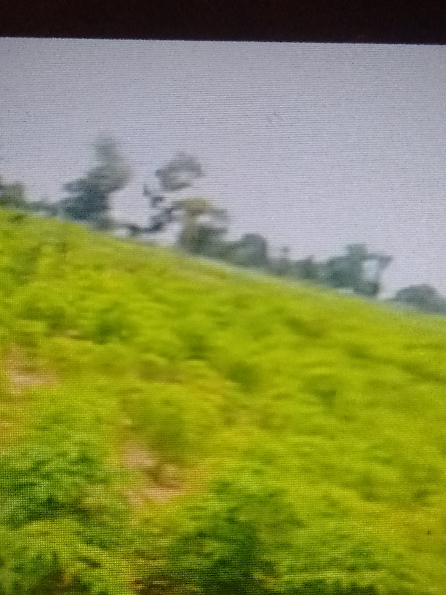 This media file depicts a broad, rolling green hillside, possibly a tea plantation, under a bright, overcast sky. The vibrant green of the vegetation dominates the lower half of the image, with hints of yellow interspersed, suggesting a healthy and lush growth. In the upper portion, silhouetted against the sky, are the dark shapes of trees and what appears to be a structure, possibly a building or a tractor, on the crest of the hill. The overall impression is one of a rural, agricultural landscape. The light suggests it is daytime, and the cloudy sky indicates overcast weather, possibly diffused sunlight. There are no visible people or text in the image. The scene is peaceful and serene, evoking a sense of natural beauty and agricultural activity.