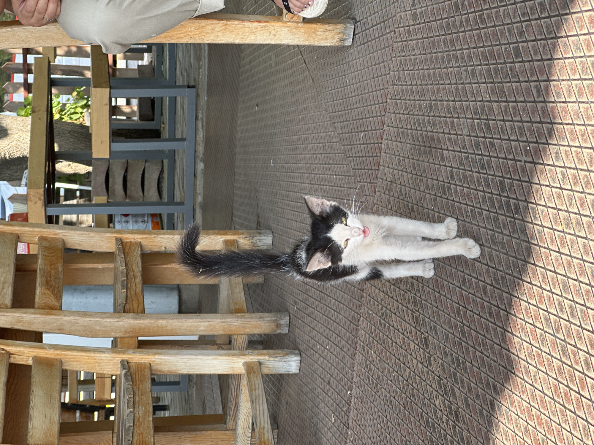 The image shows a black and white kitten standing on a textured red tile floor in what appears to be an outdoor seating area. The kitten is facing the camera with its mouth slightly open, exposing its tongue. Behind the kitten, there are wooden chairs and tables. To the right of the kitten, a person's legs and feet are visible, wearing light-colored pants and sandals. The scene is well-lit, suggesting it is daytime. The environment resembles a cafe or restaurant with outdoor seating, possibly located in Kumluca, Turkey.