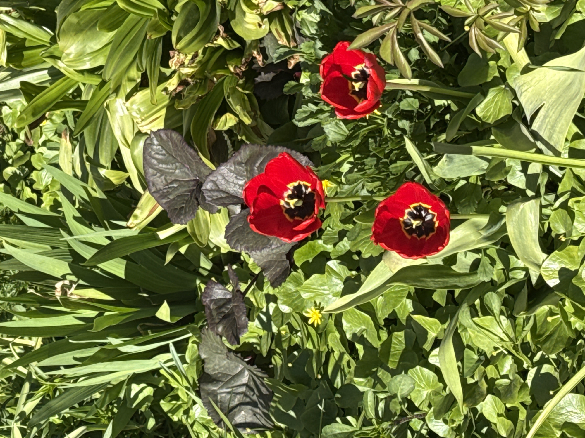 The image depicts a garden bed with three red tulips in full bloom, each with a dark center. The tulips are surrounded by a variety of green plants and leaves of different shapes and shades. There are also dark, patterned leaves visible in the lower left area of the image, and a small yellow flower among the greenery. The scene appears to be outdoors in daylight. There is no indication of the location being in the city of Saint Petersburg, Russia, and no people are visible.
