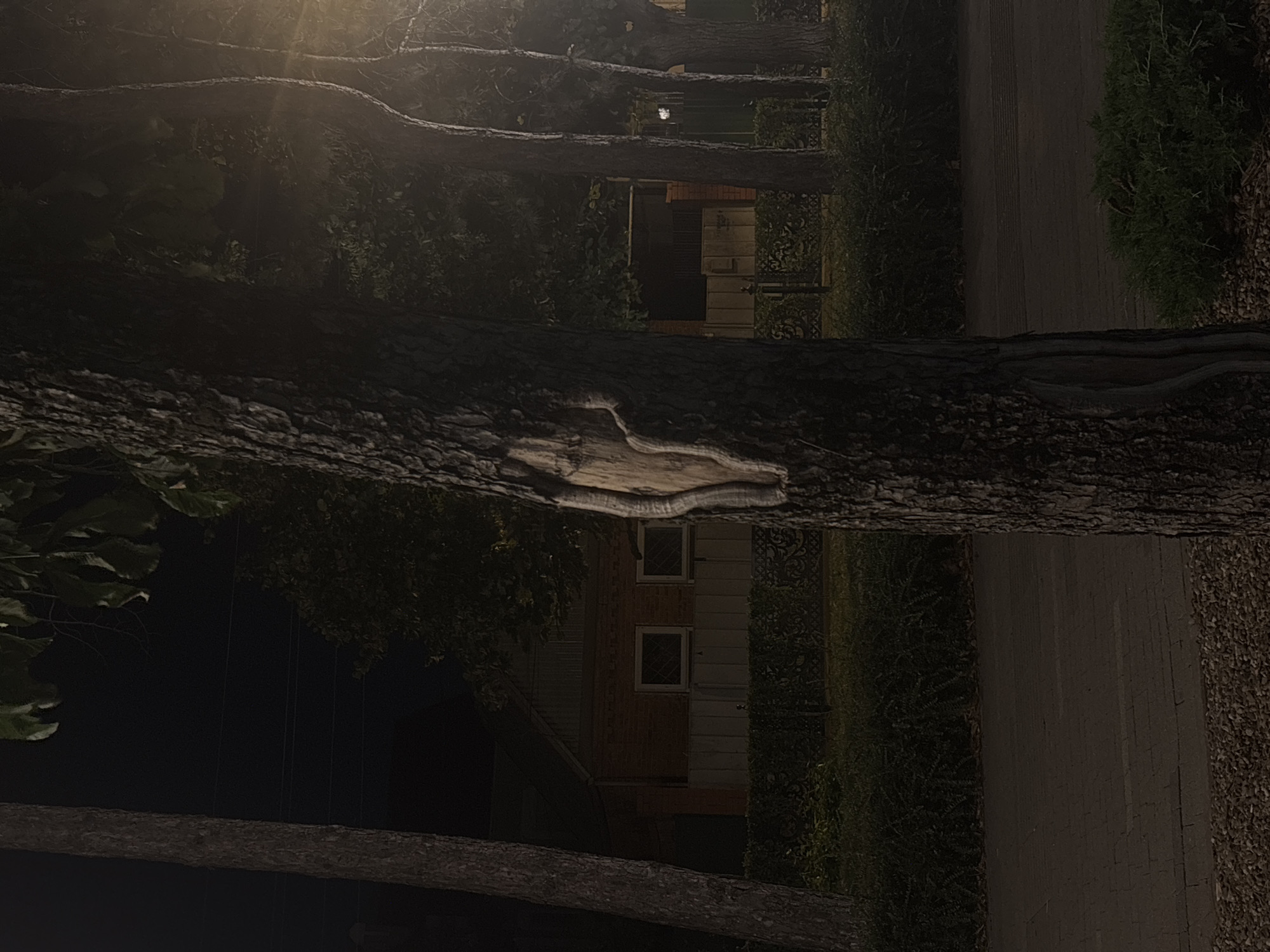 The image depicts a nighttime scene on a street in Krasnodar, Russia. The focal point is a tree trunk in the foreground, characterized by a visible wound or cavity. Behind the tree, a low fence separates the street from a property with a brick house. The house has windows and a green roof, and is partially obscured by foliage. Multiple trees line the street, and a lamppost's light illuminates part of the background, casting a glow on some of the trees. The ground appears to be a paved surface with small stones. There are no people or animals visible in the image, and no discernible actions are taking place.