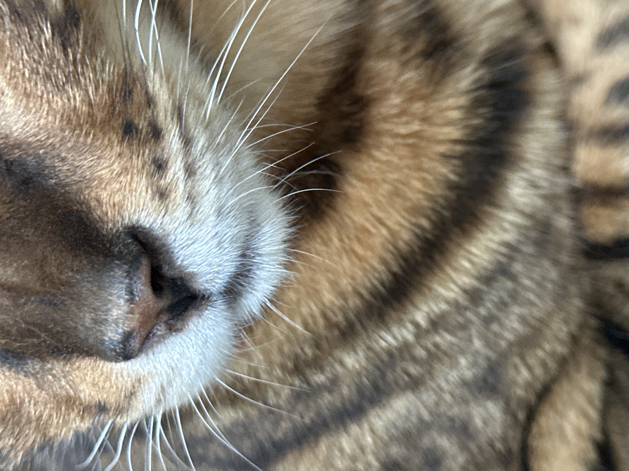 This is an extreme close-up, full-frame photograph of a Bengal cat's face, focusing on its nose, mouth, and whiskers. The cat's fur displays the characteristic brown and black rosettes of the breed. The nose is dark and moist, and the white fur around its mouth and chin is clearly visible, along with numerous long, white whiskers. The background consists of the cat's patterned fur, blending from light brown to dark brown stripes. The image does not depict any elements related to the city of Gornyi Erik, Russia, nor does it show any people, actions, or interactions. The perspective is tightly focused on the feline's facial features, emphasizing texture and pattern.