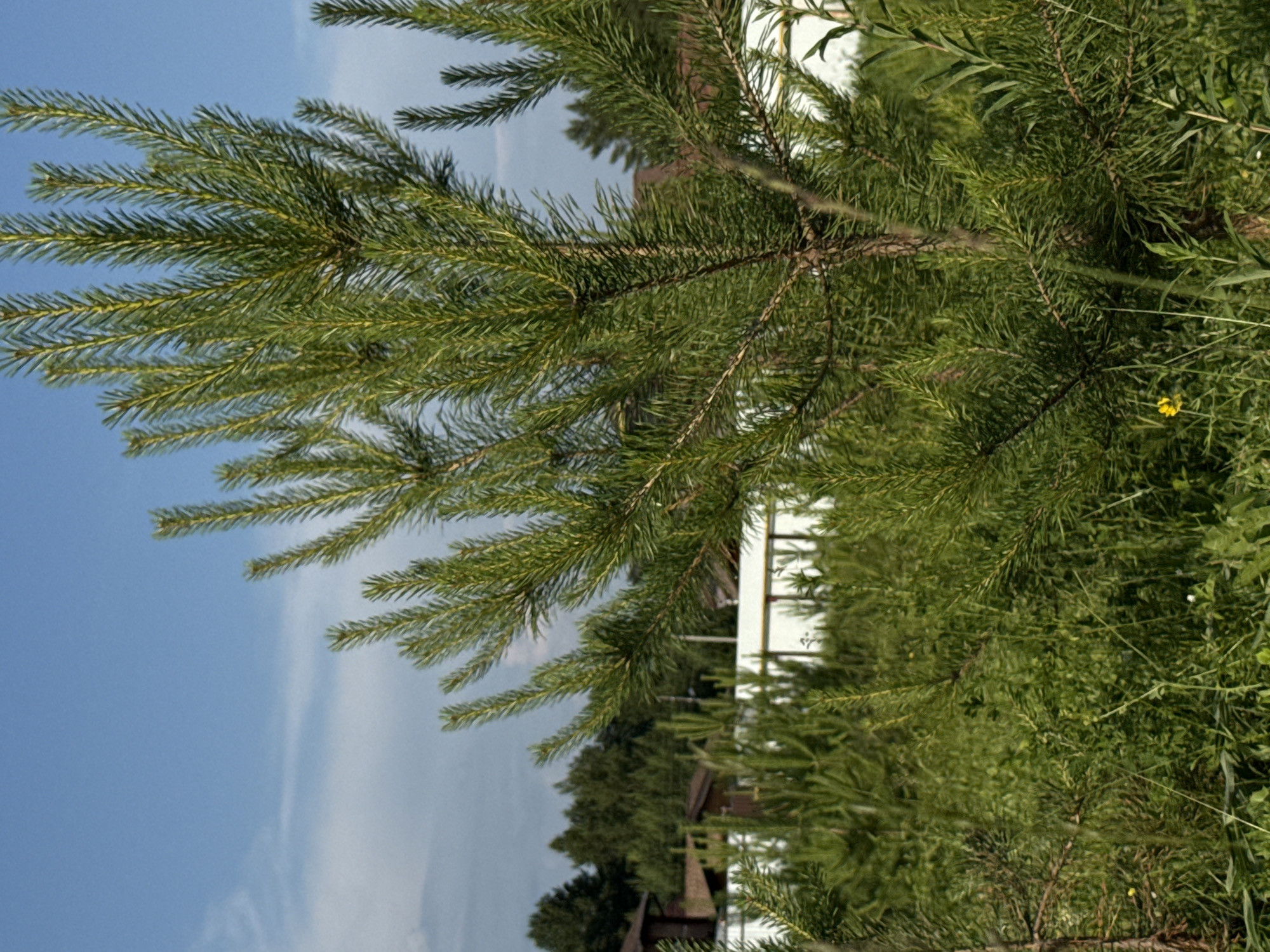 The image shows a close-up of a young pine tree with green needles, set against a backdrop of a bright blue sky with some wispy white clouds. In the middle ground, there are several other young pine trees and dense green grass. In the background, there are some buildings with brown roofs and a white fence. The overall scene suggests a rural or suburban setting, possibly in the city of Поварёнки, Russia. The lighting indicates it is daytime, likely sunny given the clear sky and bright colors. There are no people visible in the image.