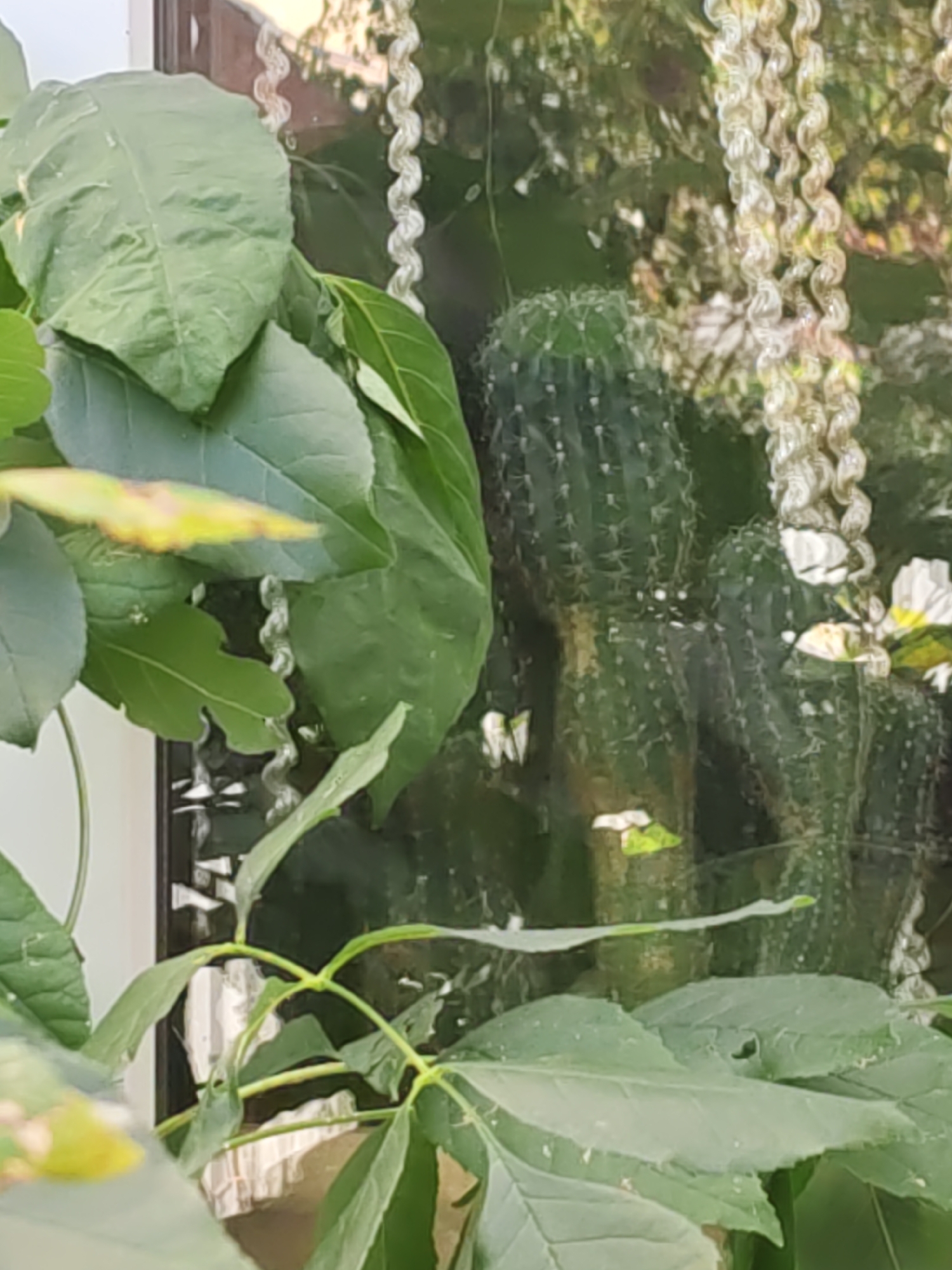 In Rostov-on-Don, Russia, a close-up shot captures a potted cactus behind a window, reflecting the surrounding environment. Green leaves of an unknown plant dominate the foreground, partially obscuring the view of the cactus. The cactus itself is tall and cylindrical, with distinct ribs and spines. Several white flowers bloom on the cactus, adding a delicate contrast to its spiky texture. A decorative, braided string hangs vertically in the background, also reflected in the glass. The reflection reveals more greenery and sunlight, suggesting an outdoor setting beyond the window. The overall scene is composed of natural elements and decorative items, creating a tranquil and aesthetically pleasing composition.