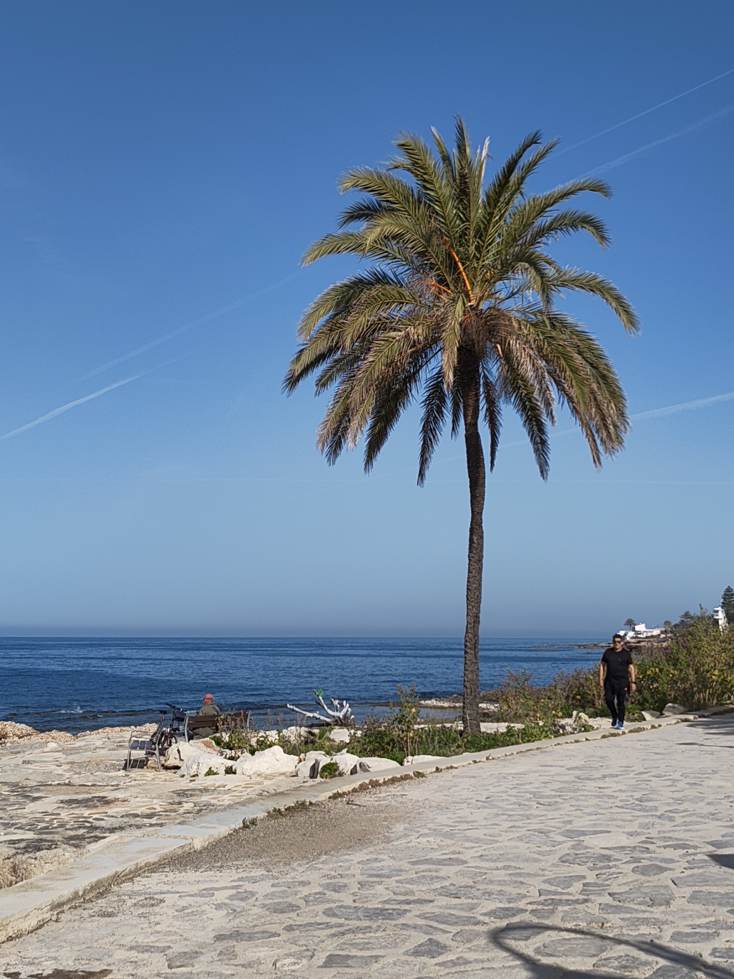 A man walks on a stone walkway along the coast in Dénia, Spain. The sea is on his left and a palm tree rises in the middle ground. A seated person and bicycle are visible near the shore in the distance, to the left of the palm tree. A few buildings are visible on the right side of the walkway, behind the bushes. The sky is clear.