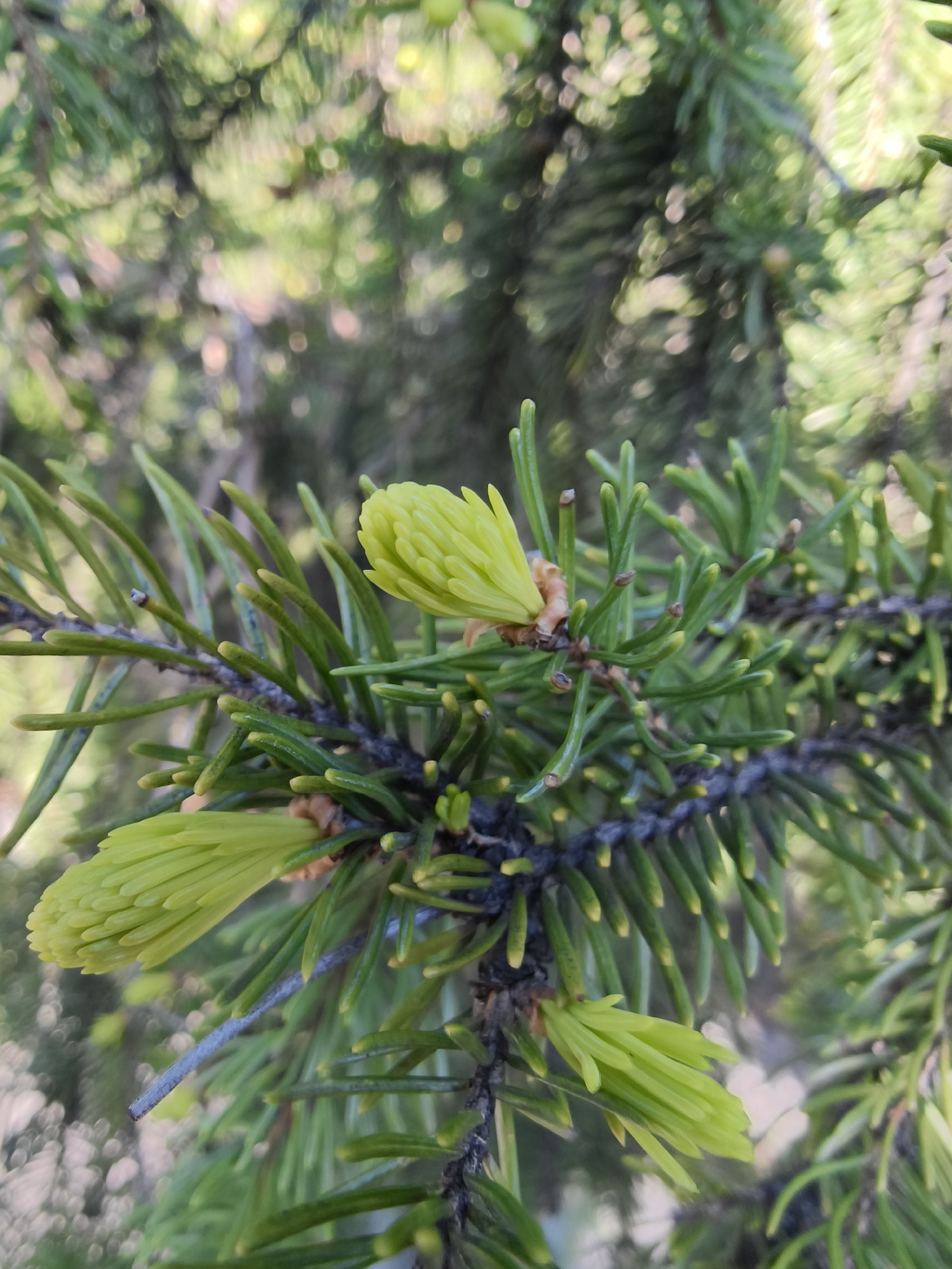 The image shows a close-up view of a coniferous tree branch, possibly a spruce or fir. The branch is covered with short, green needles. New growth, appearing as bright green, unopened buds, is visible at the tips of the branch. The background is blurred, suggesting a natural outdoor environment, likely a park or wooded area. The location is stated as Kryvyi Rih, Ukraine.