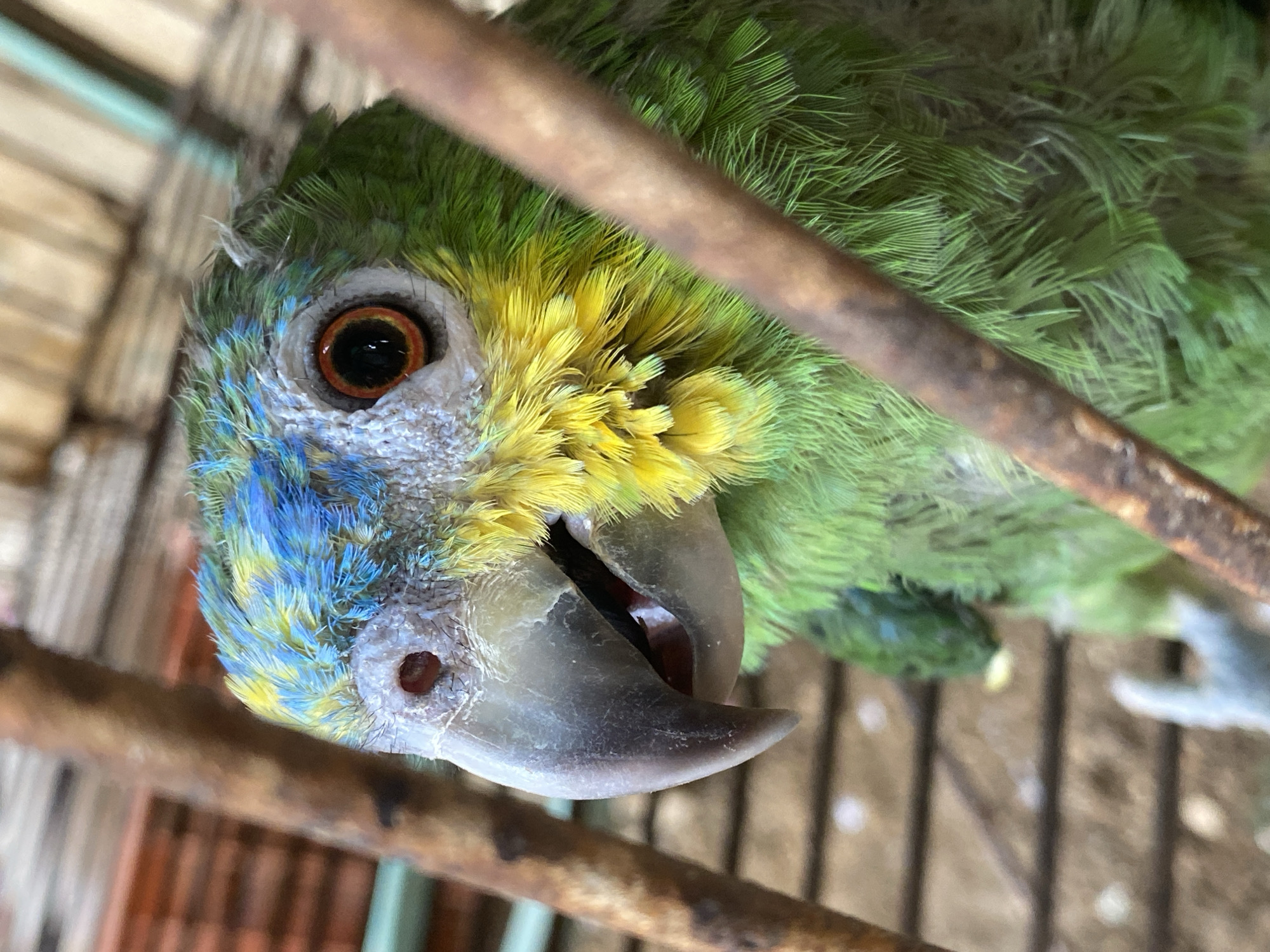 Close-up of a turquoise-fronted amazon parrot in a cage. The bird has green, yellow, and blue plumage. The background shows a blurred wooden structure. The location is Tinaquillo, Venezuela.