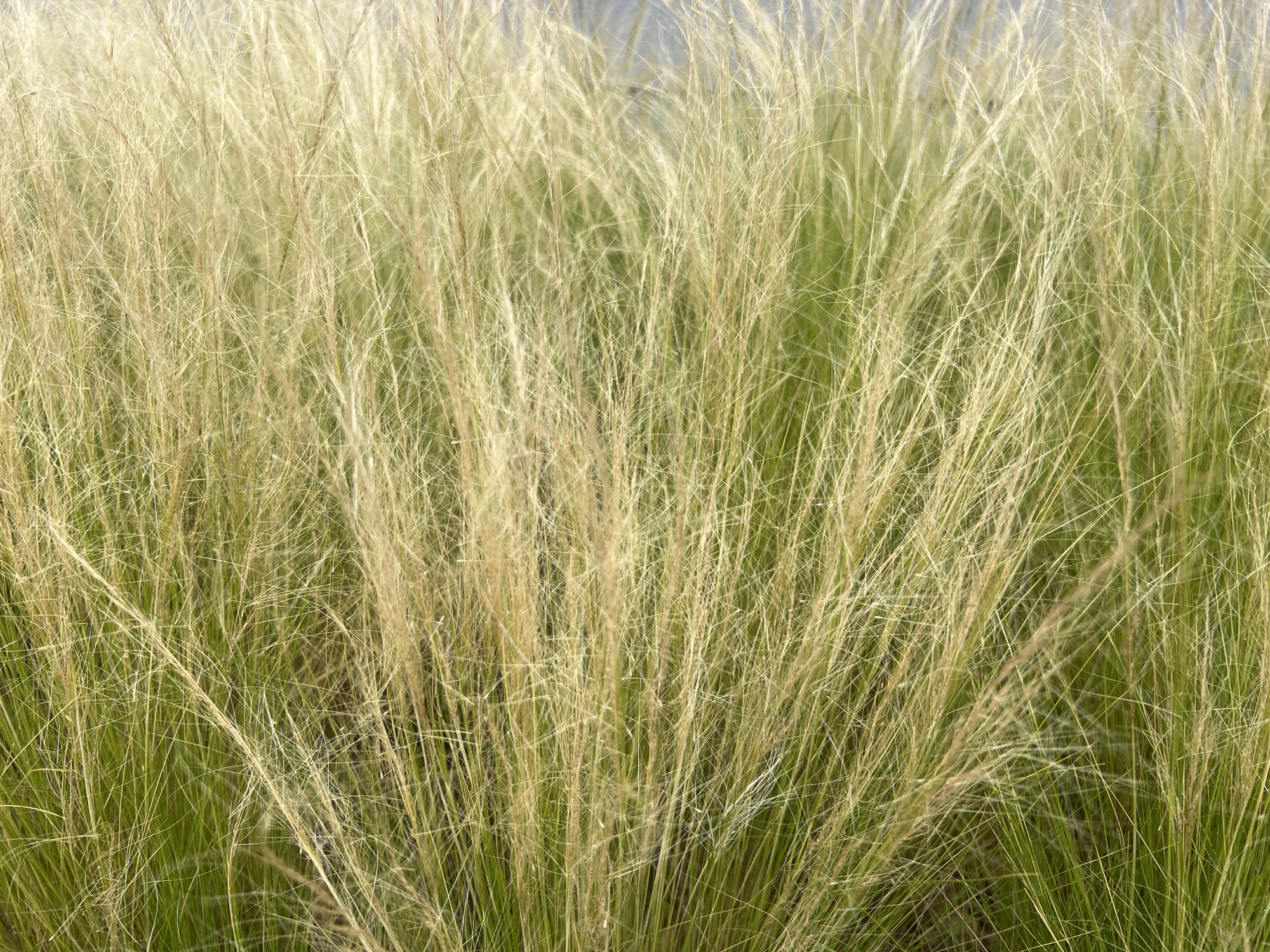 The image captures a dense field of tall, feathery grass, likely ornamental grass due to its slender, flowing appearance and golden-brown hues. The grass stalks are tightly packed, creating a textured, almost abstract pattern. Hints of green foliage are visible beneath the dominant golden tones, suggesting a natural setting. The lighting appears soft and diffused, hinting at an overcast day or early morning/late afternoon sun. There are no people or discernible objects within the frame, the focus being solely on the botanical subject. The visual is static, with no discernible activity or event. The overall impression is one of natural beauty and tranquility, with the delicate strands of grass creating a sense of movement and lightness. No text is visible in the image.